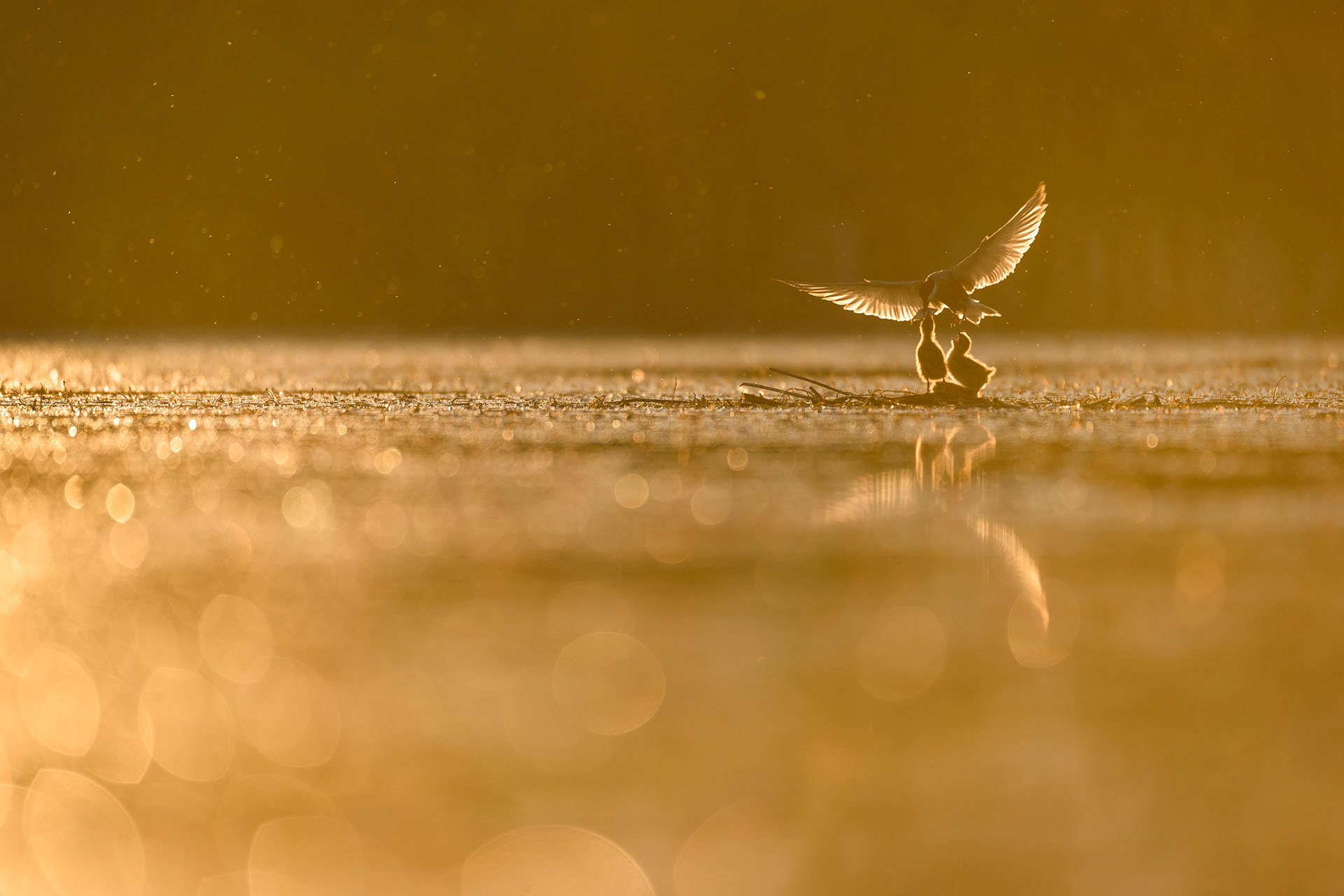 Whiskered tern
