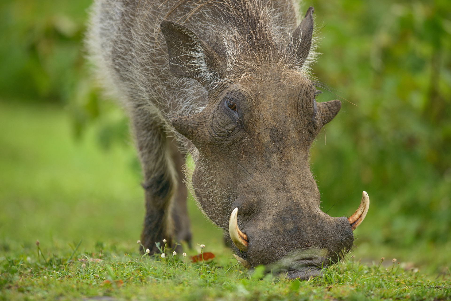 Warthog, Lake Mburo | Uganda