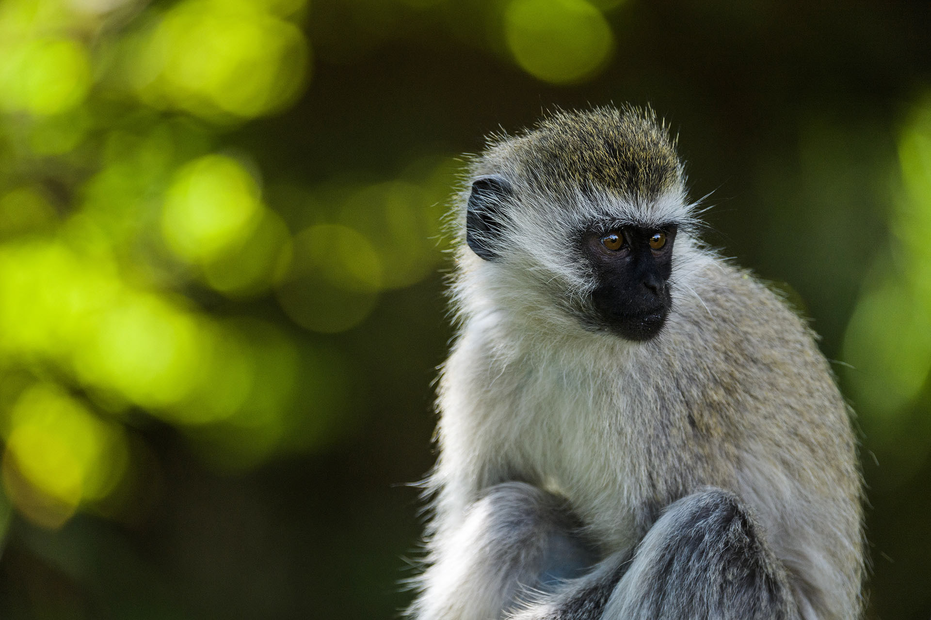 Vervet monkey, Masai Mara | Kenya