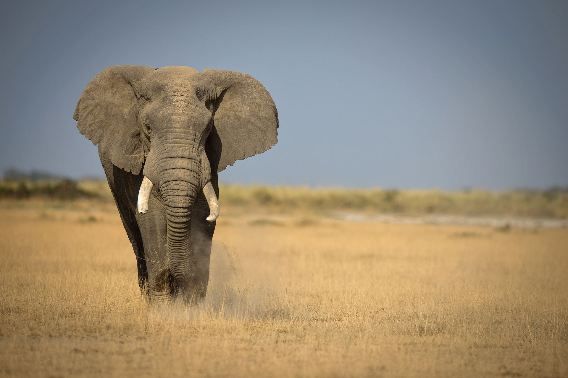 Elephant, Amboseli | Kenya