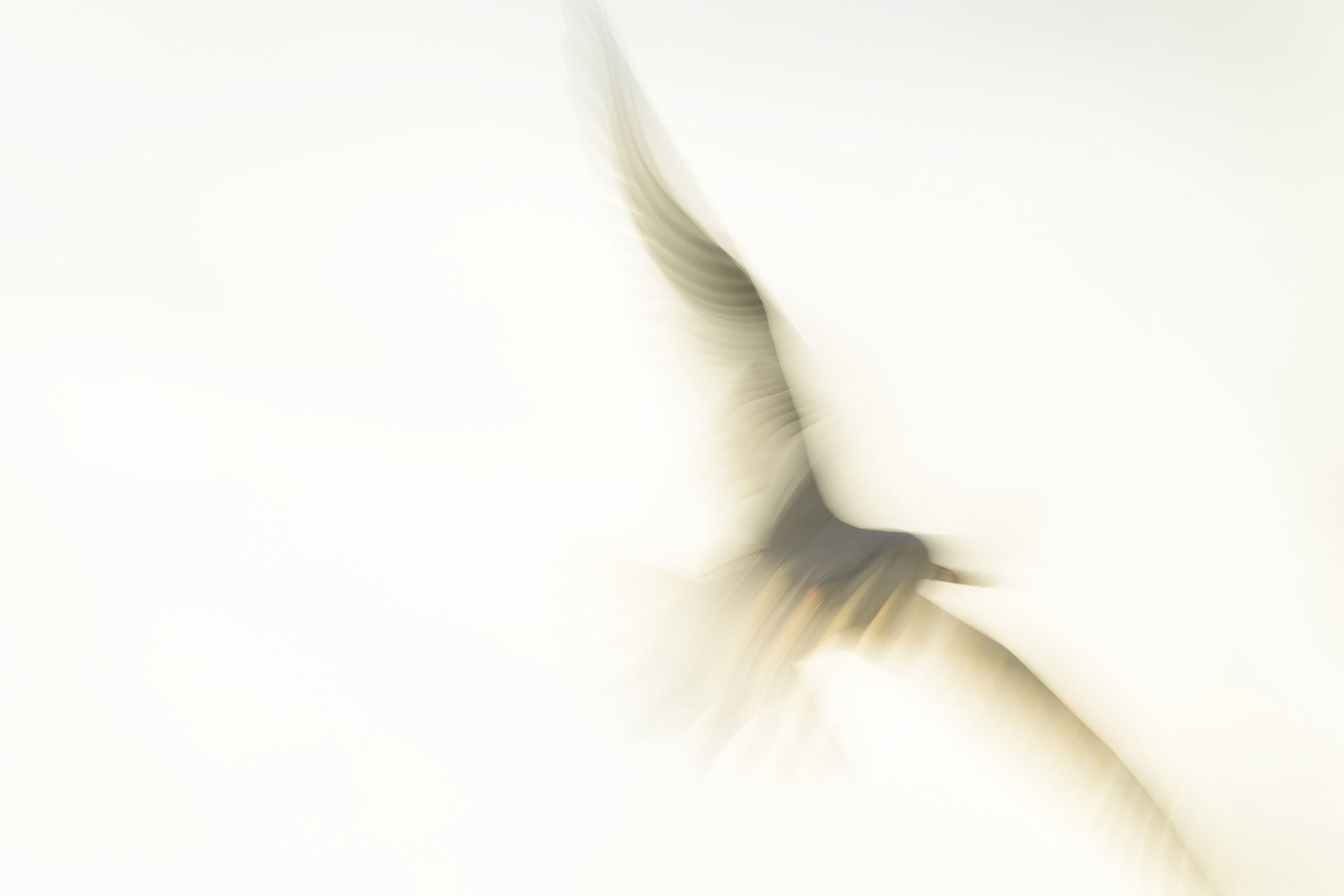 Black-headed gull