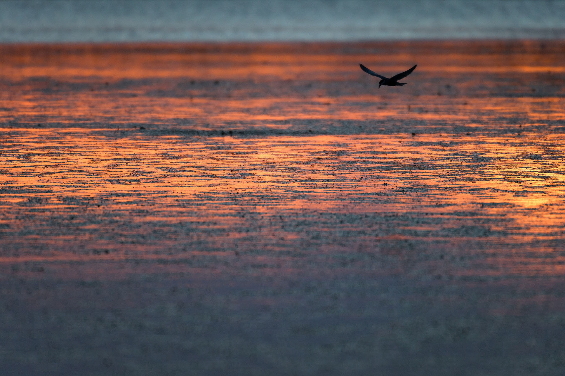 Whiskered tern