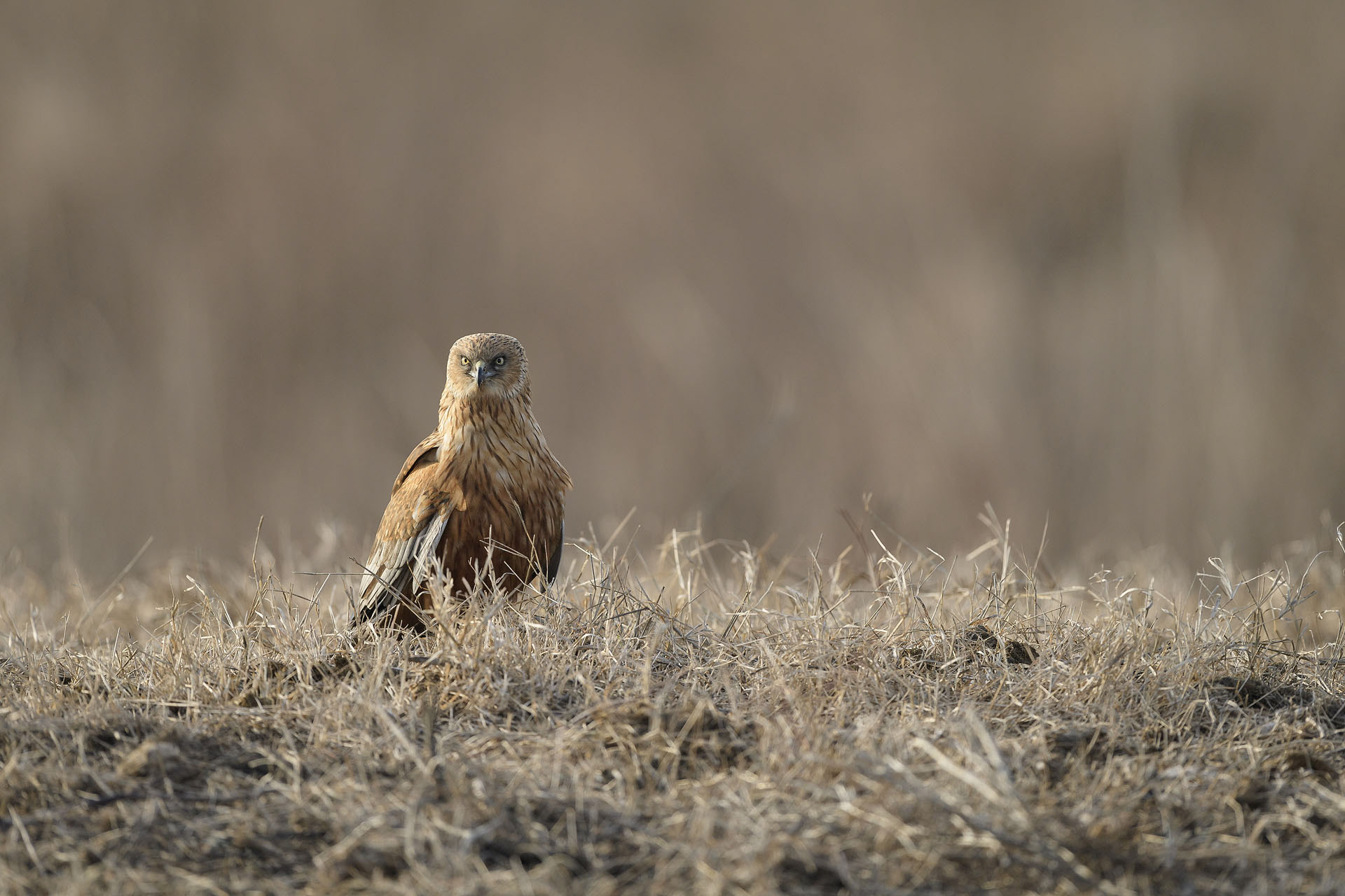 Marsh harrier