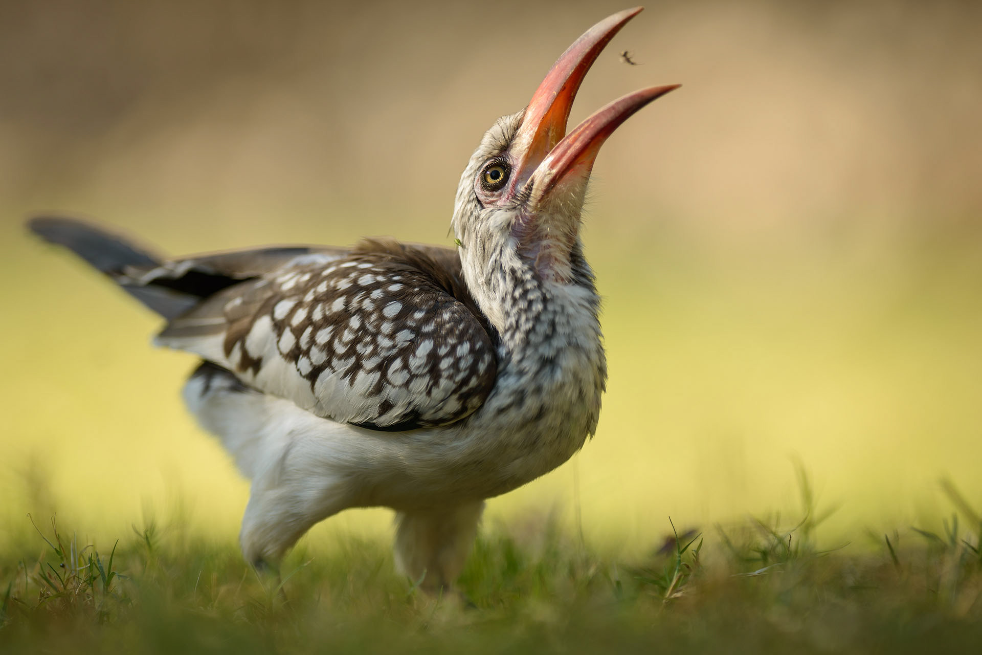 Hornbil | Namibia