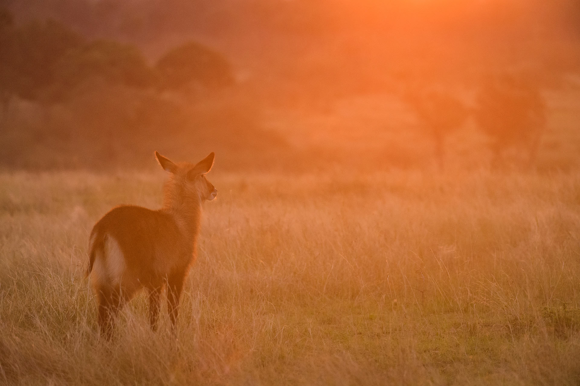 Waterbuck, Masai Mara | Kenya