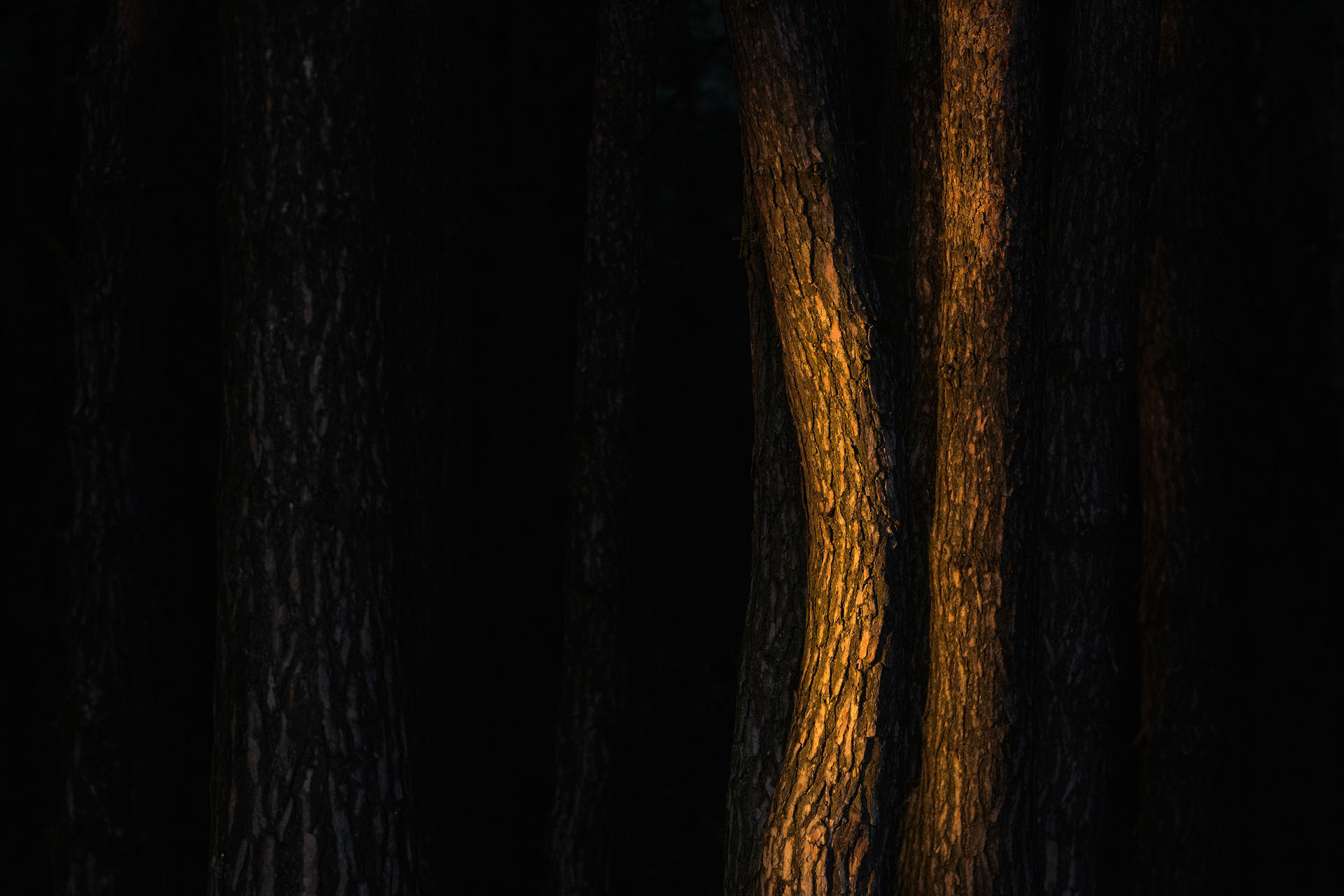 Pine trees