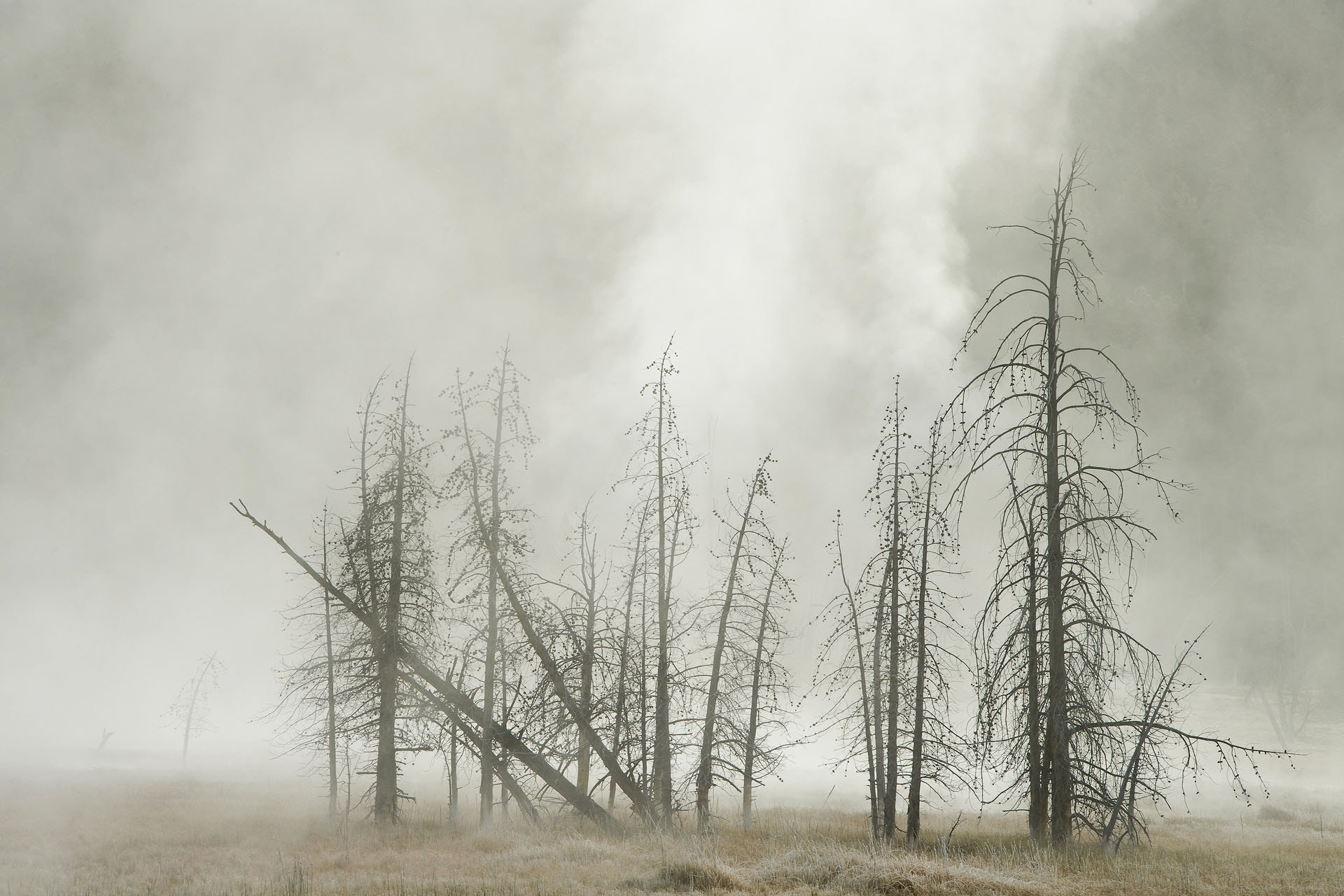 Yellowstone