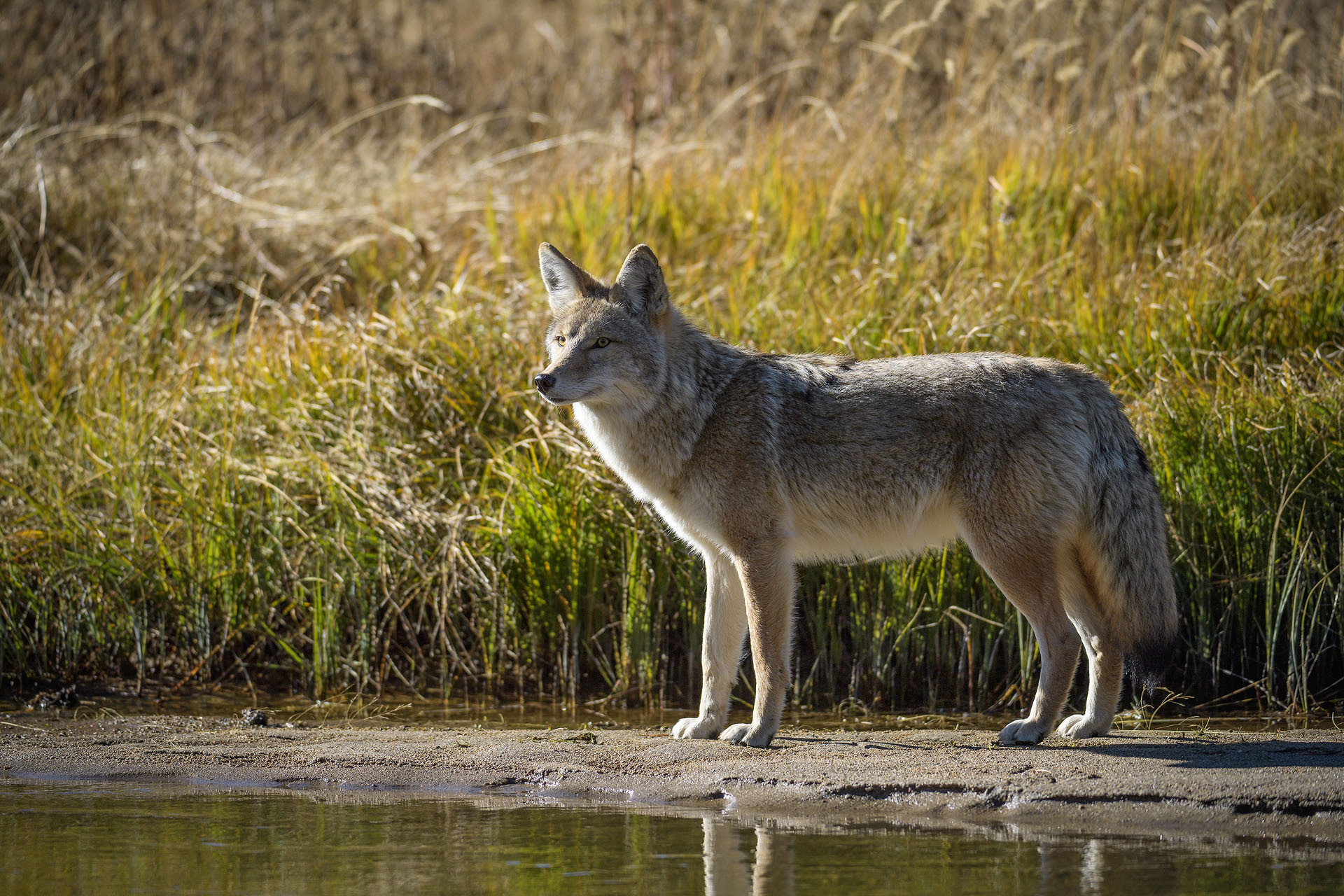 Coyote | Yellowstone