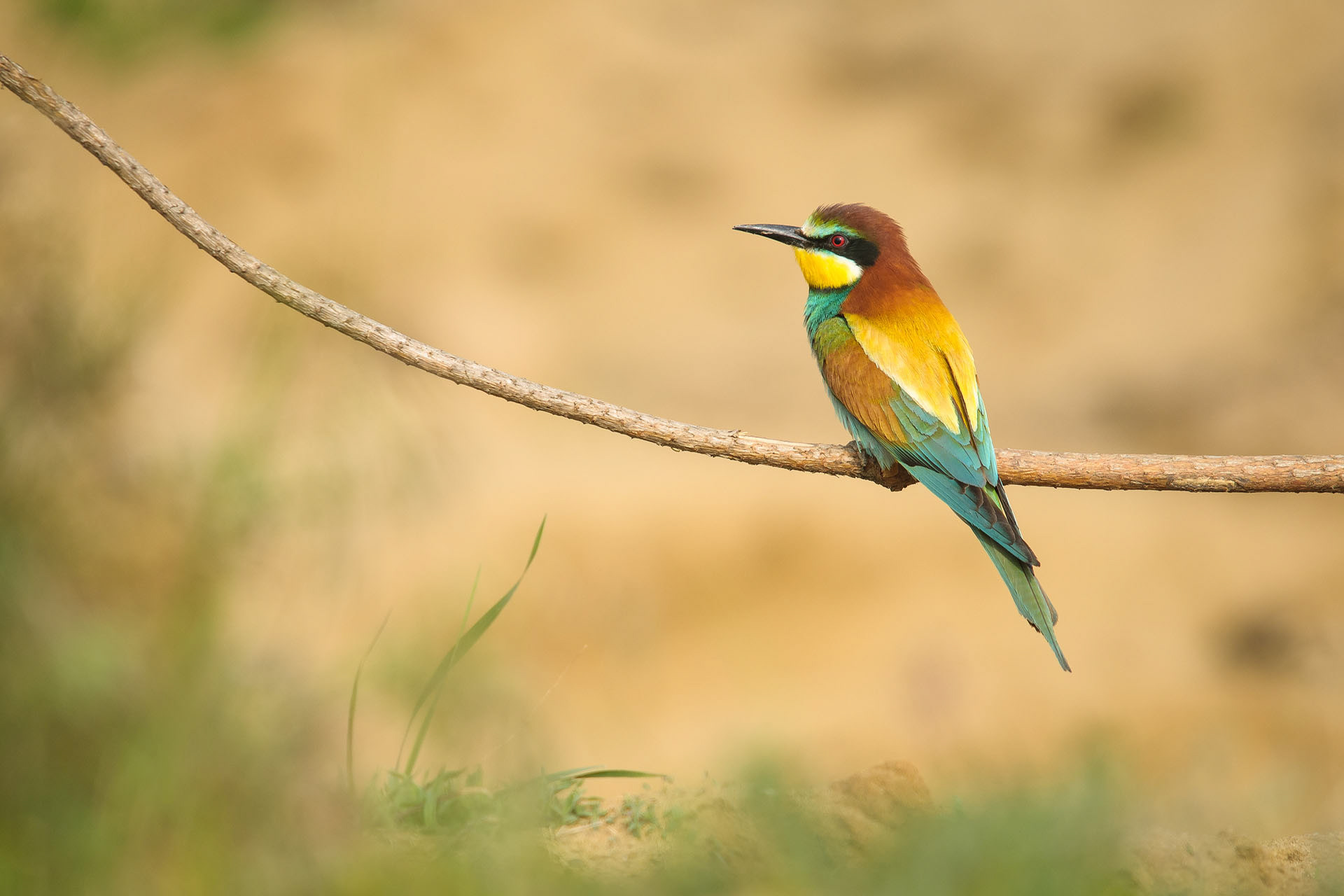 European bee-eater