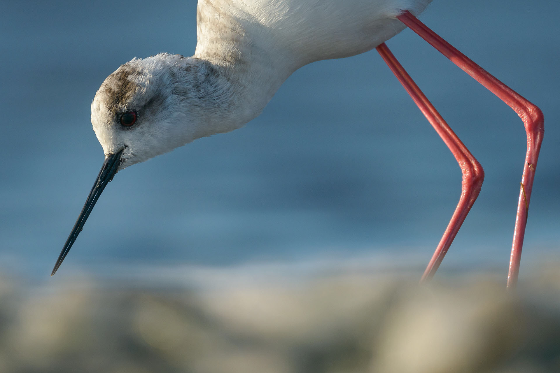 Black-winged stilt