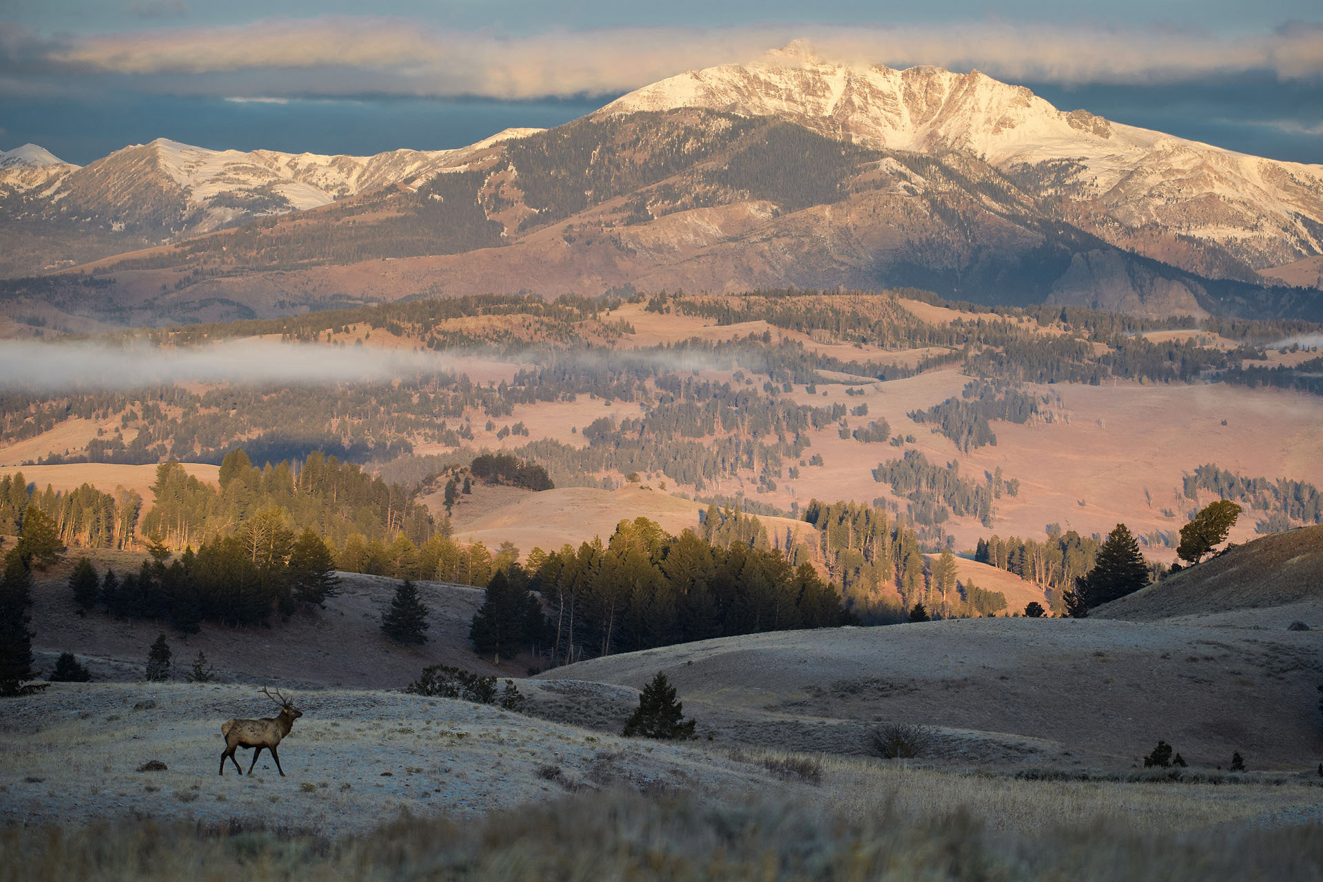 Wapiti | Yellowstone