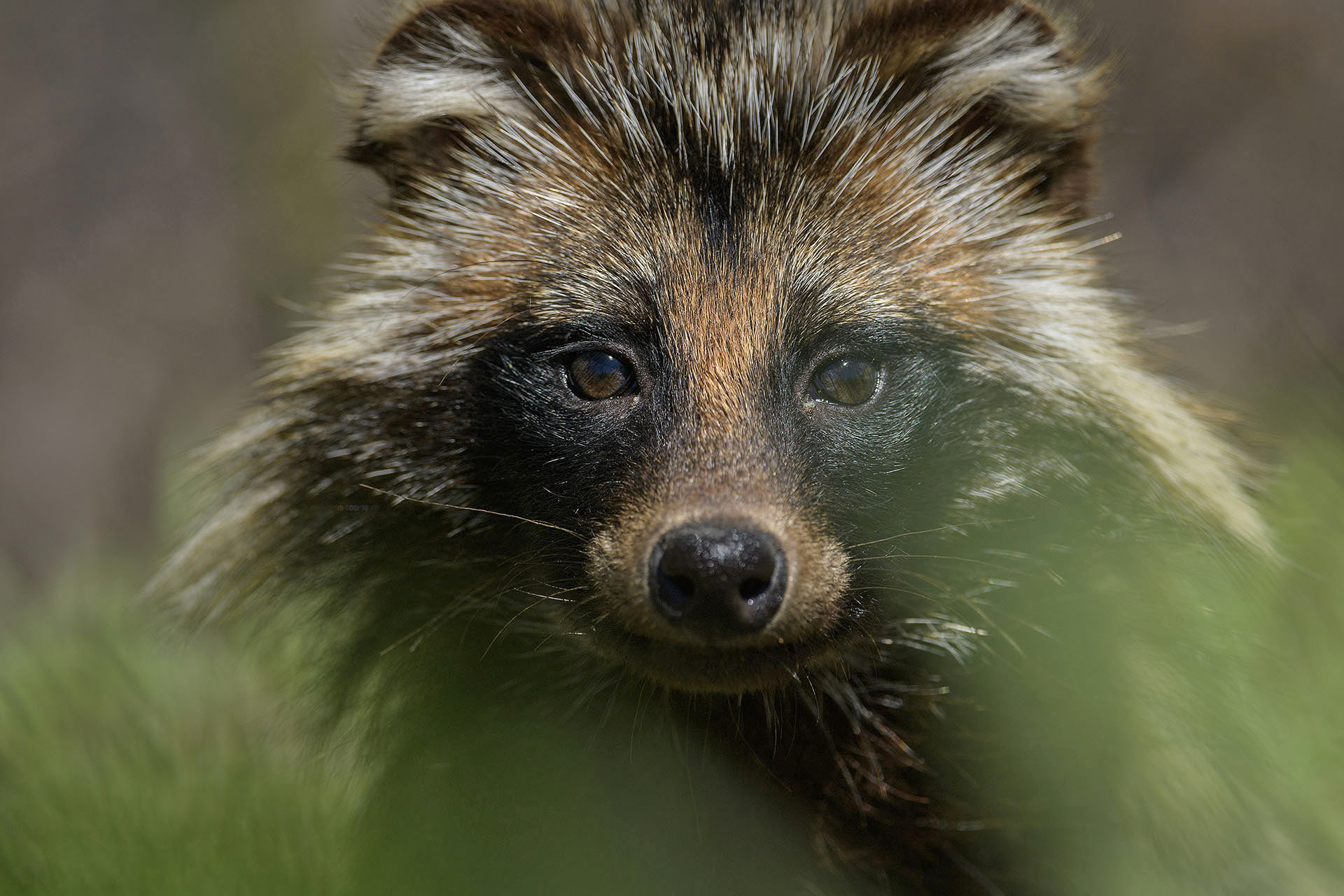 Raccoon dog | Danube Delta