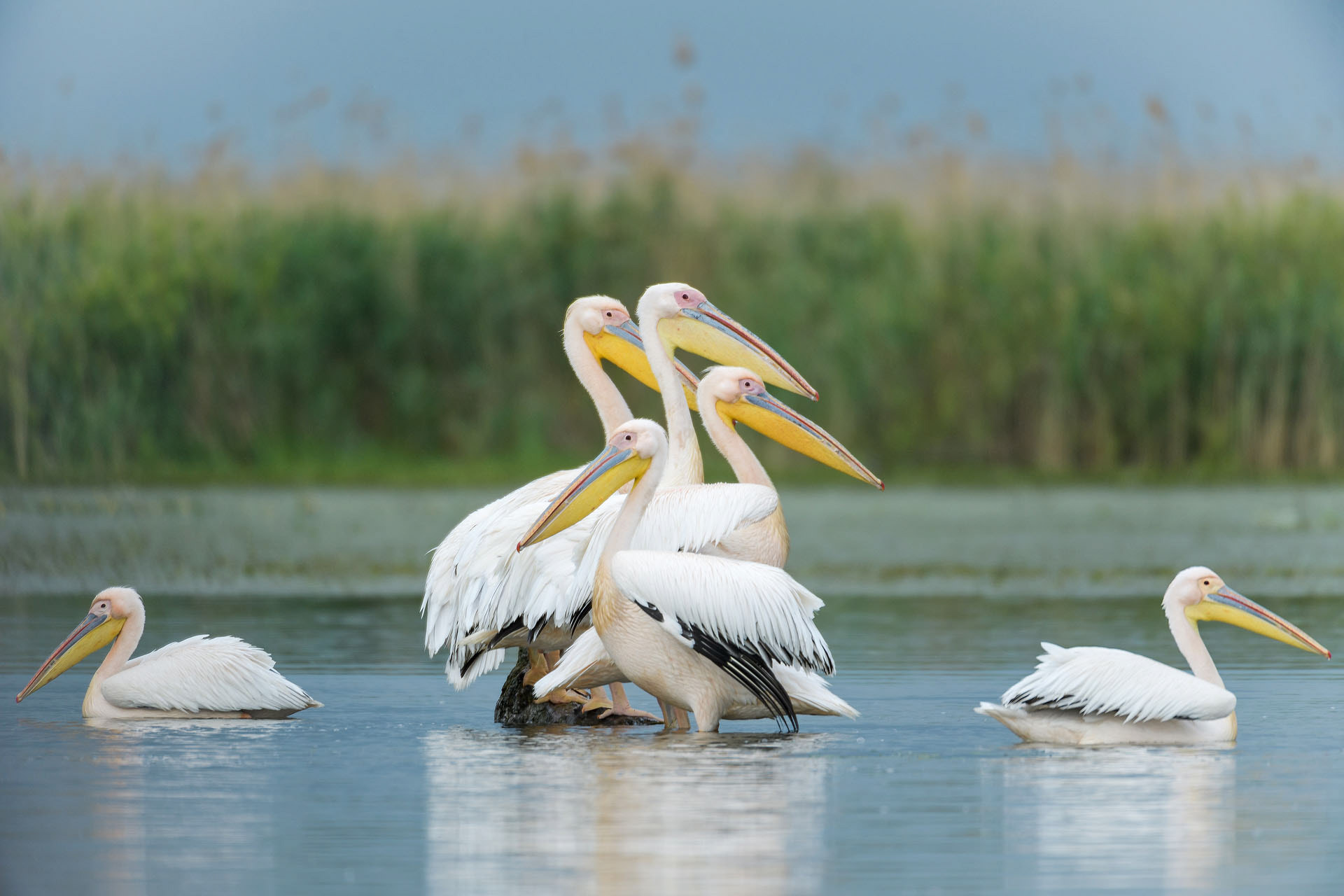 Great white pelicans