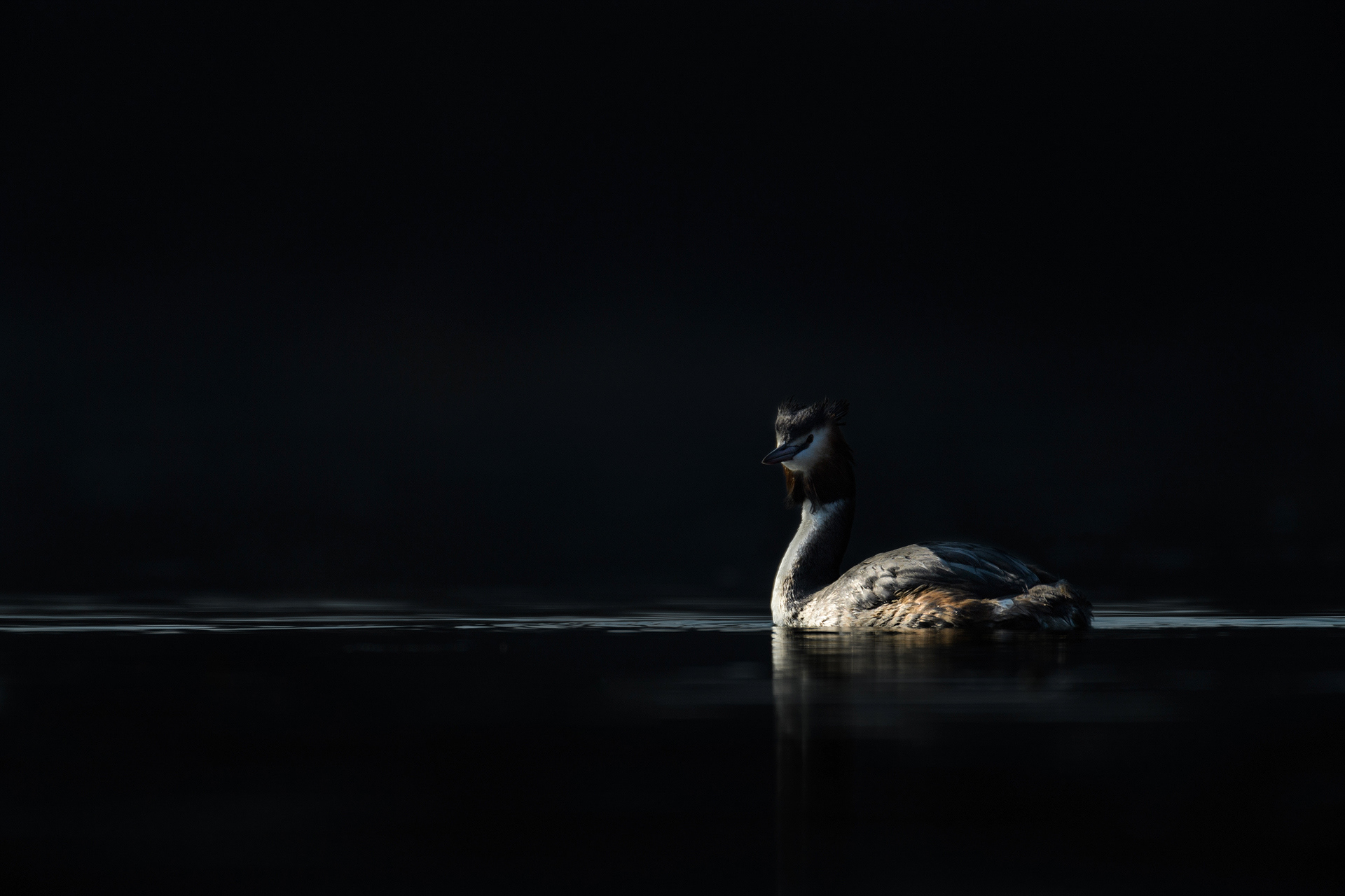 Great crested grebe