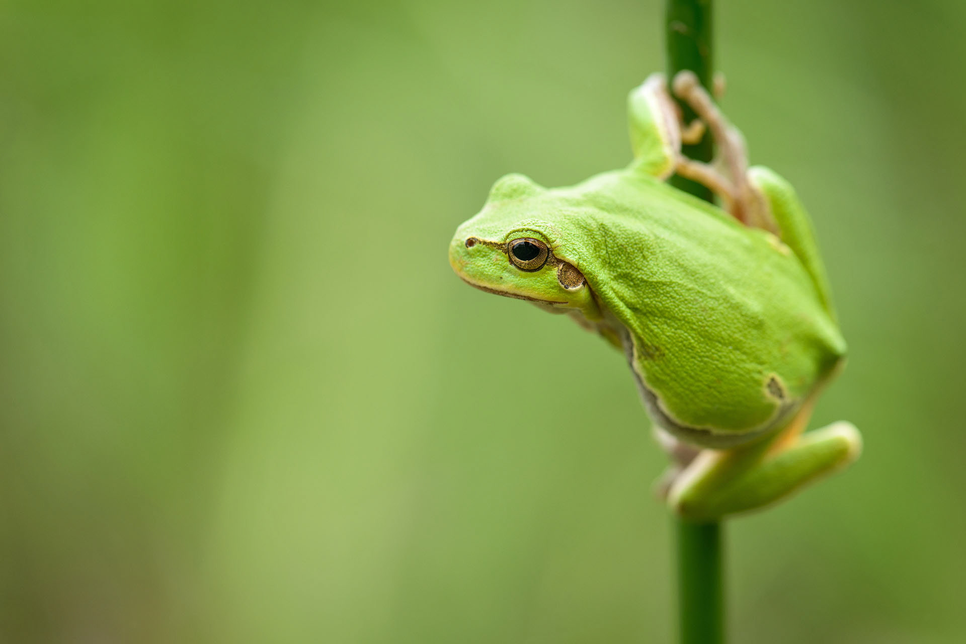 Tree frog | Danube Delta