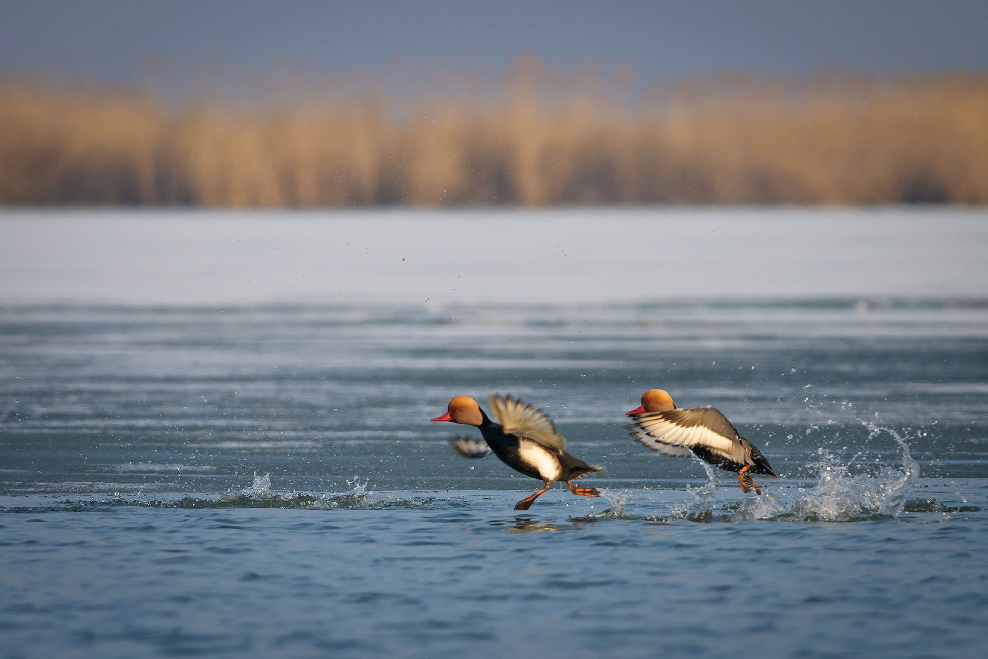 Red-crested pochard