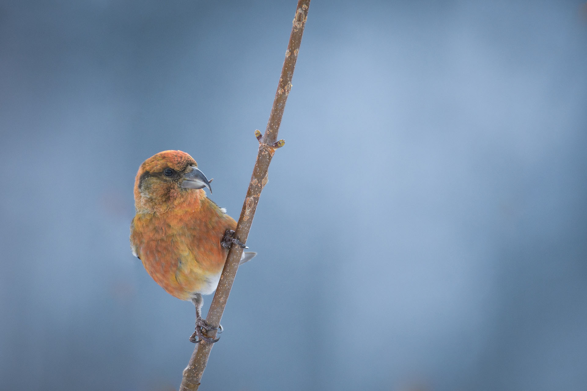 Red crossbill | Iezer - Păpușa Mountains