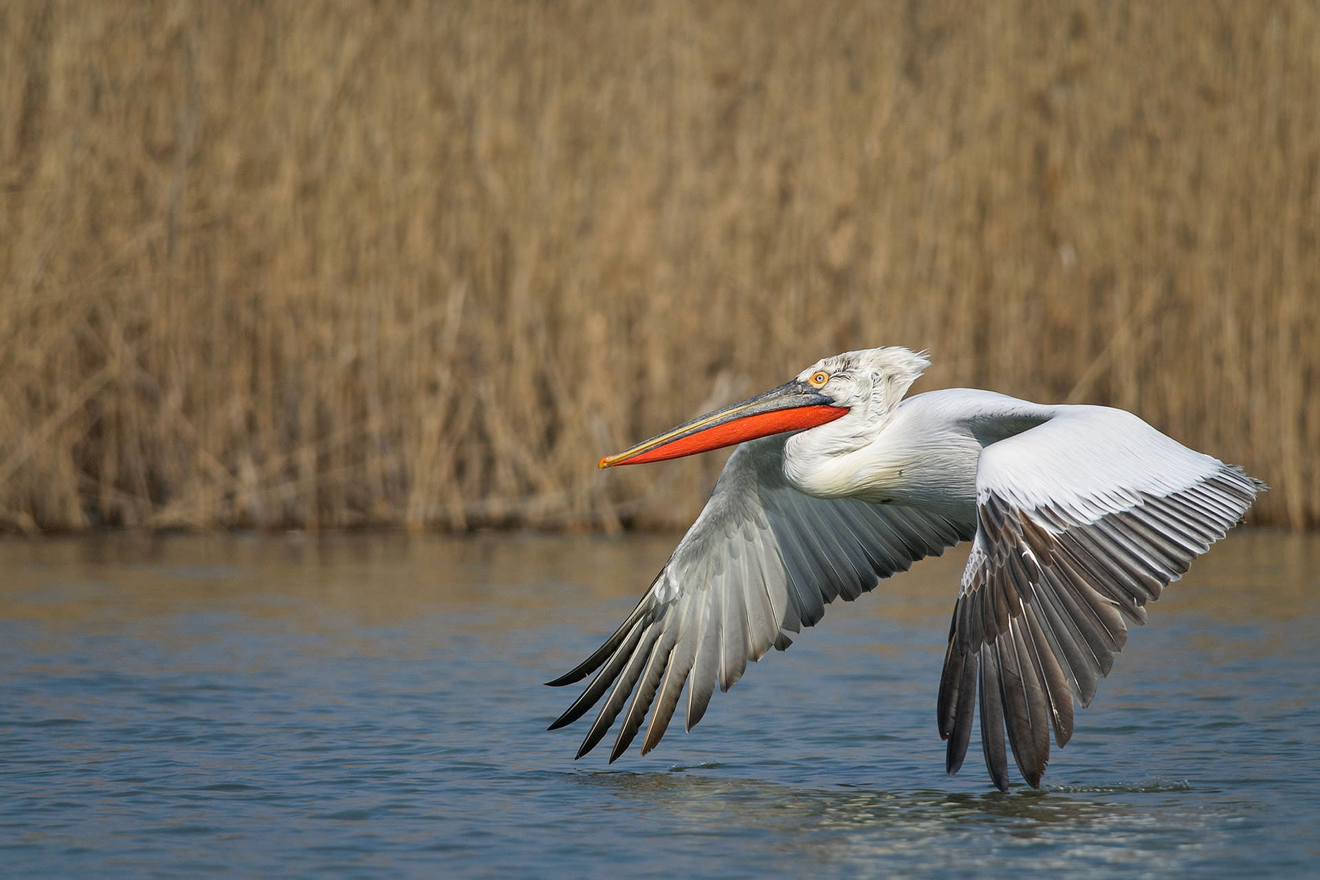 Dalmatian Pelican | Danube Delta