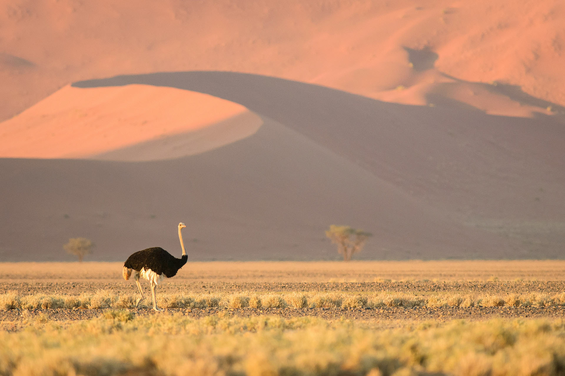 Struț | Deșertul Namib