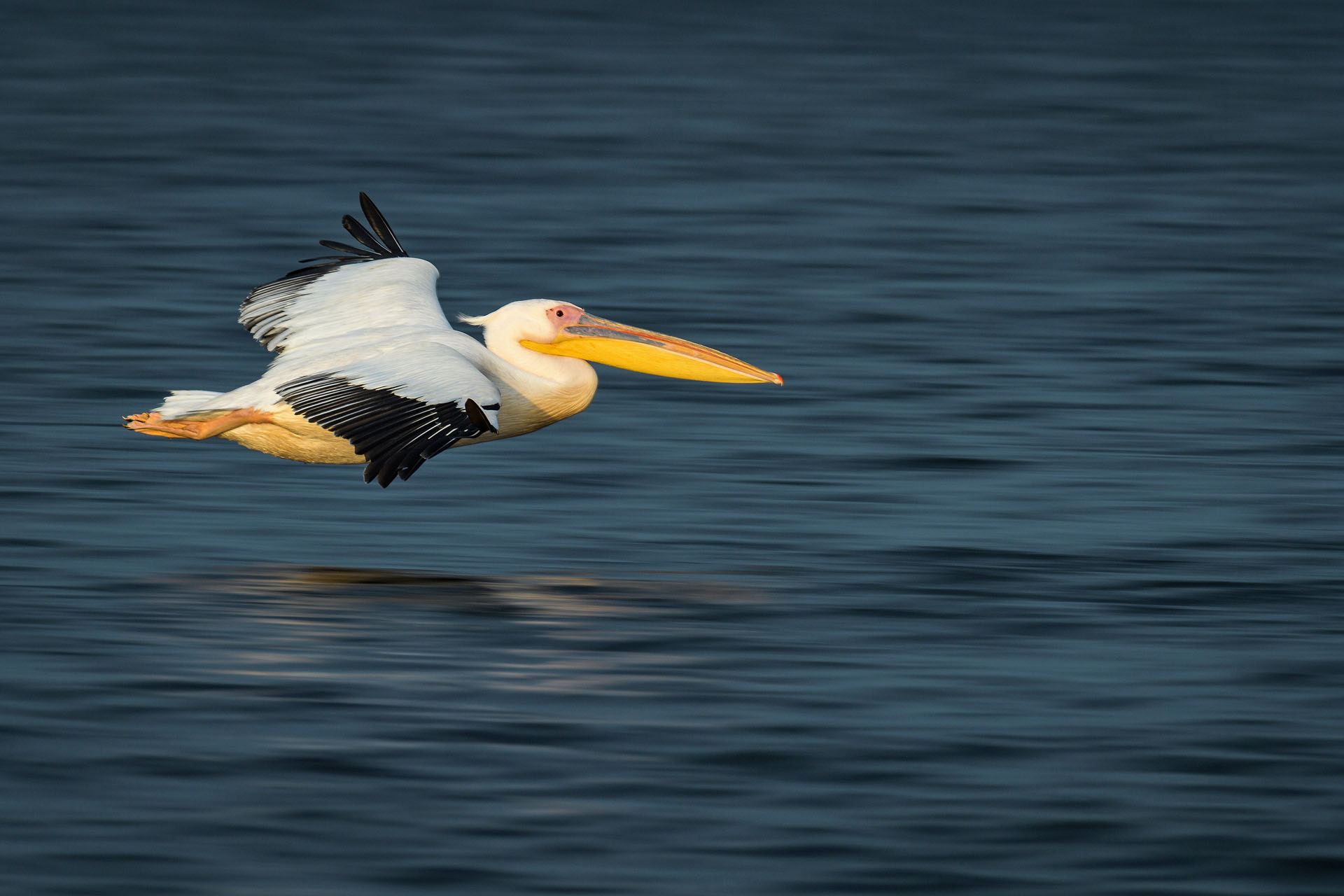 Great white pelican
