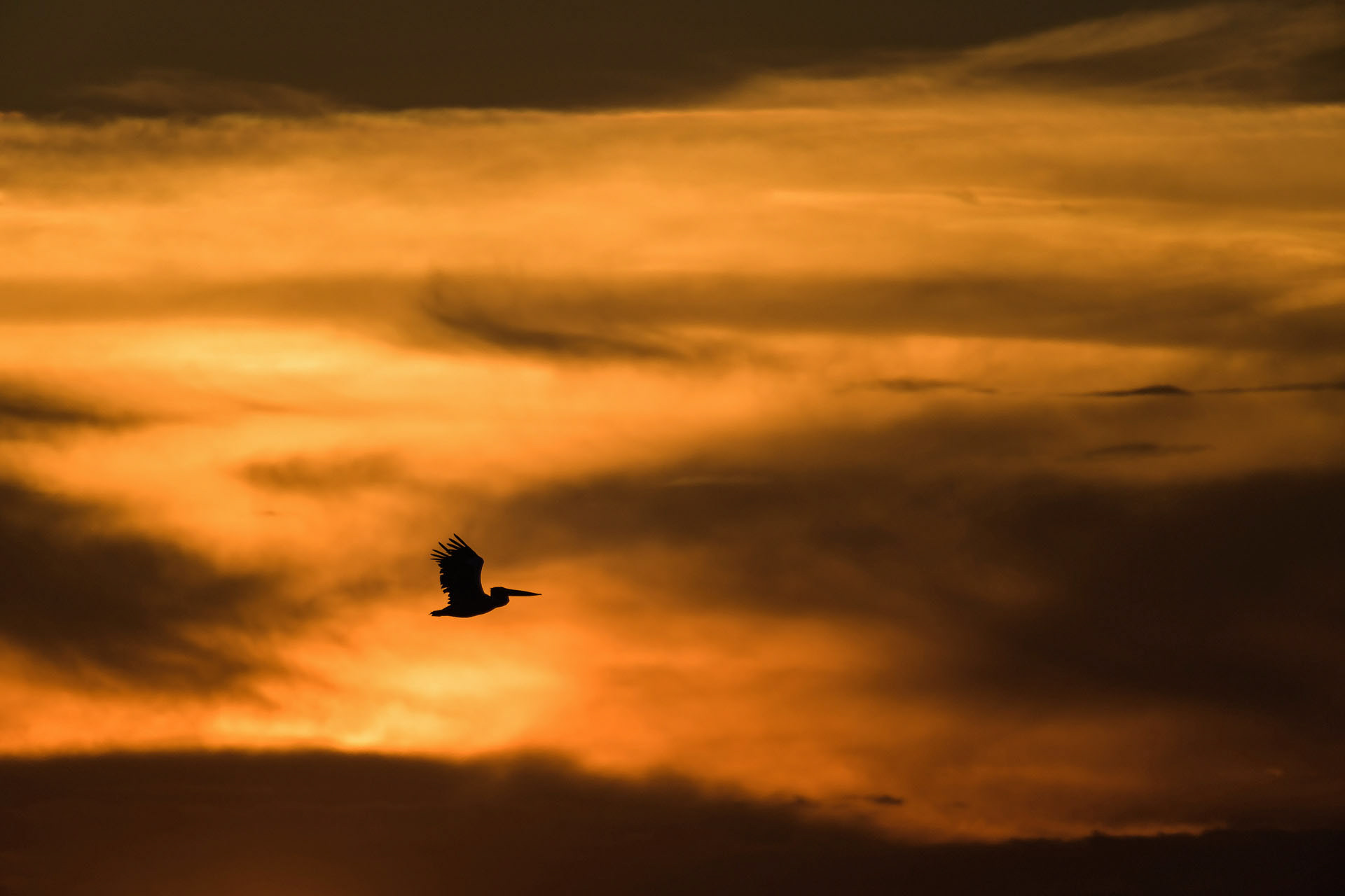 Dalmatian pelican
