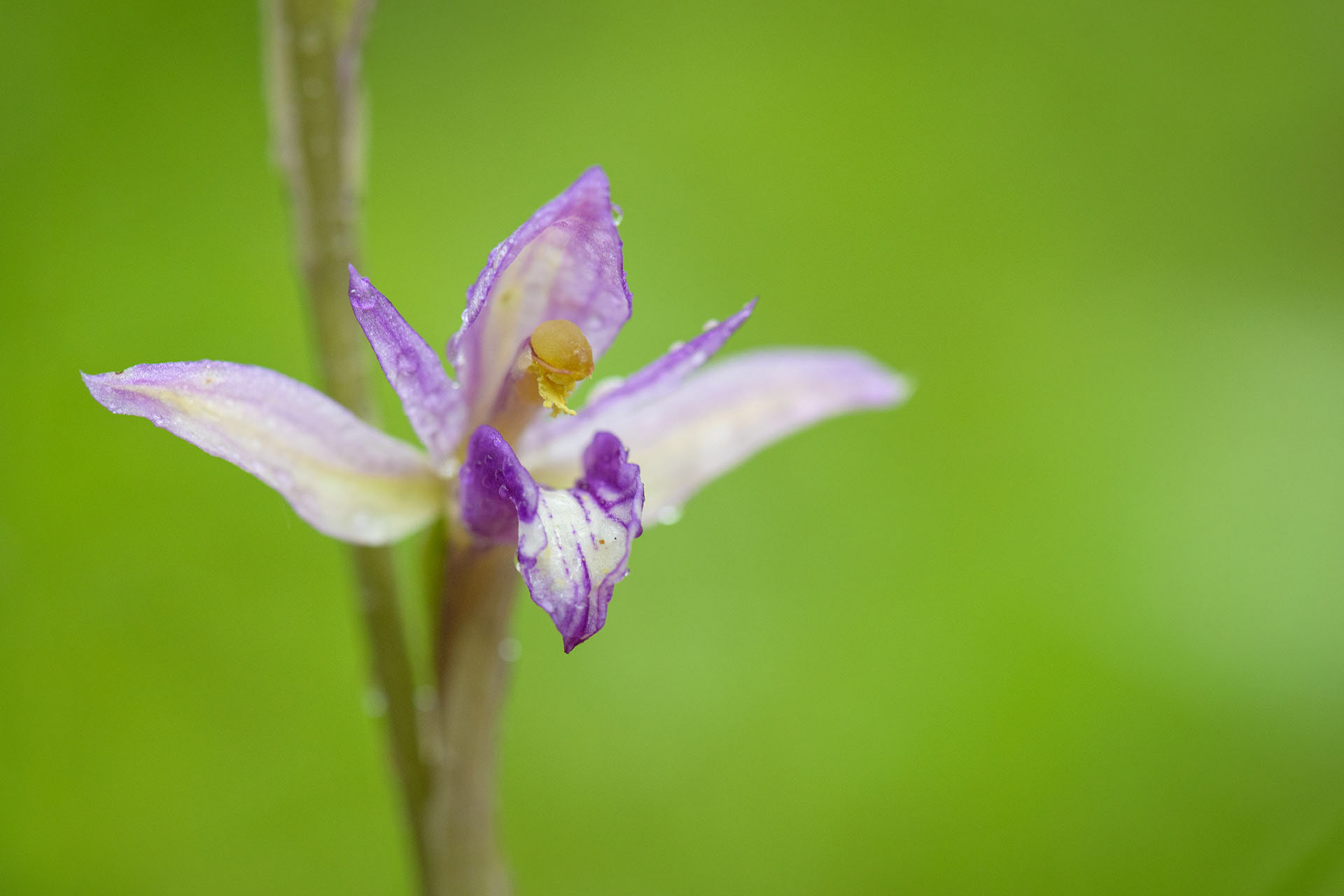 Orchid