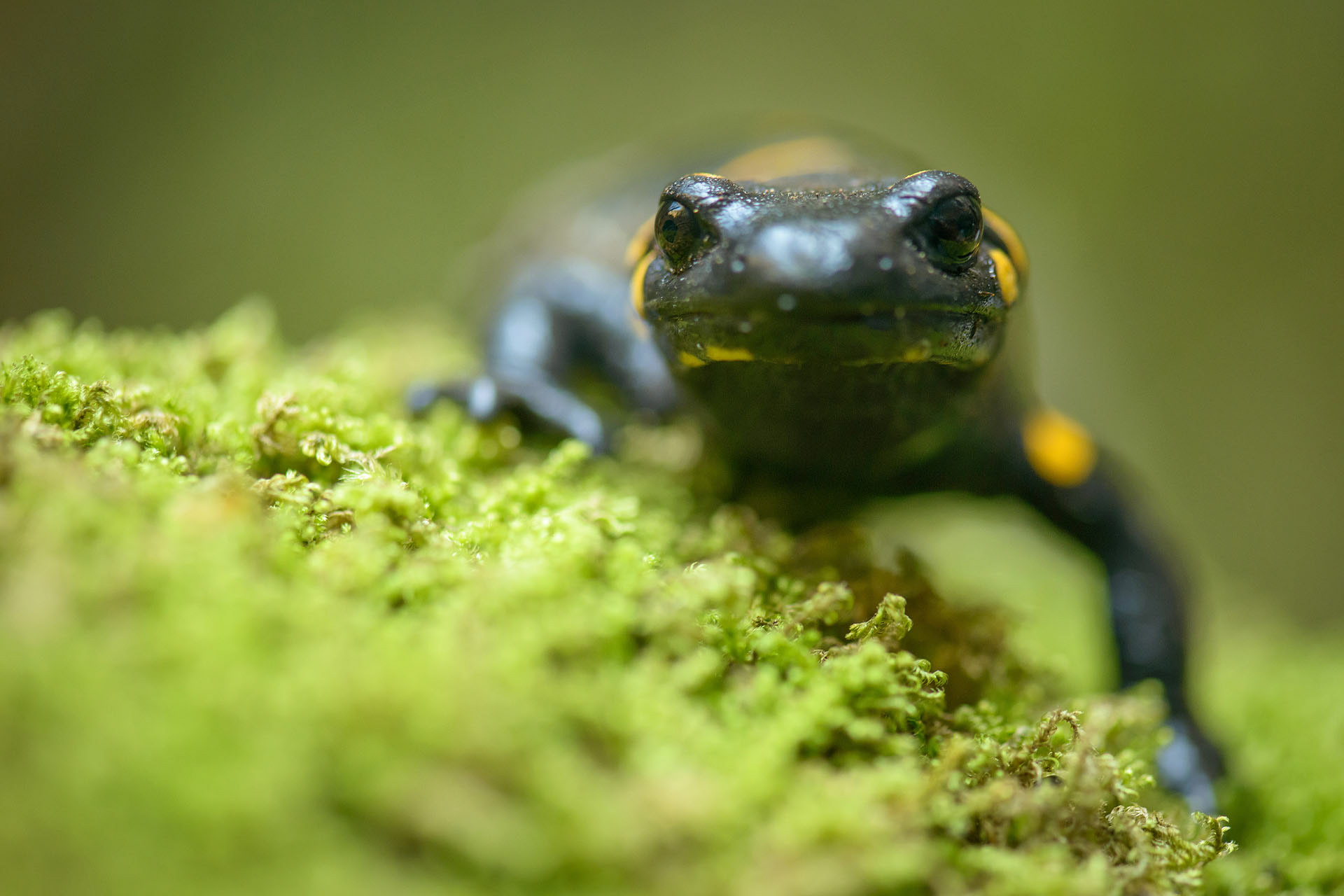 Salamander | Porțile de Fier Nature Park