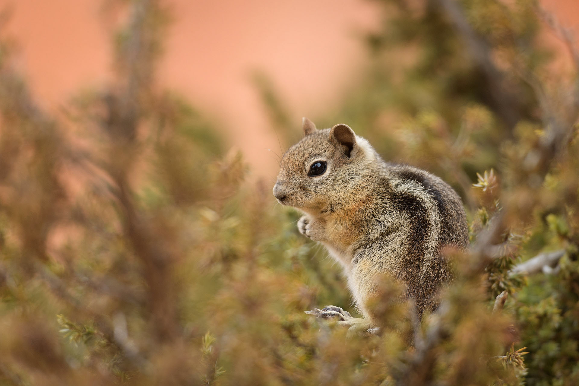 Squirrel | Bryce