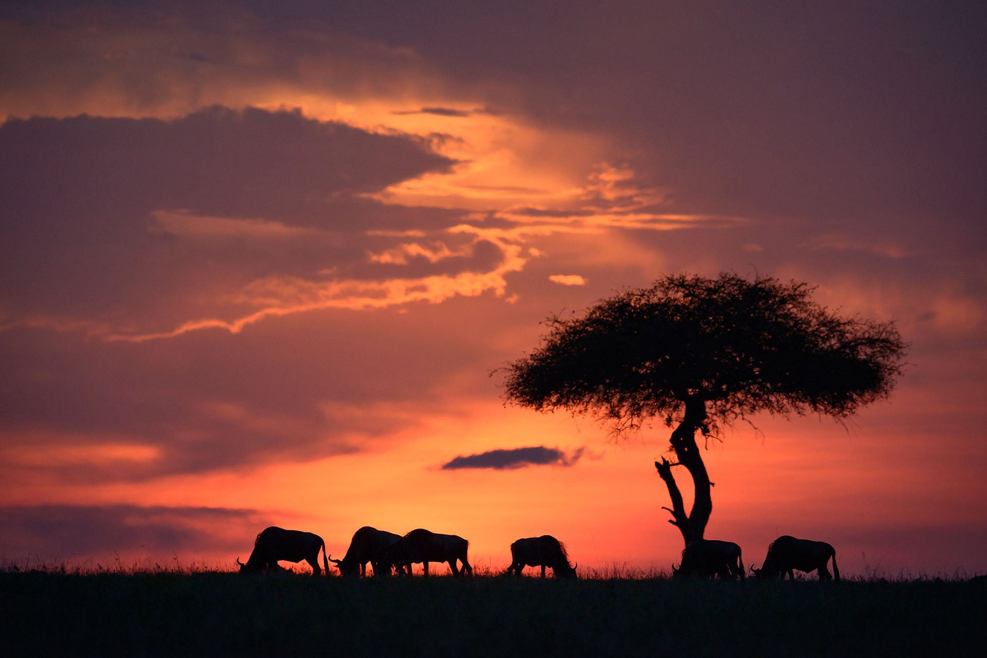 Gnu | Masai Mara