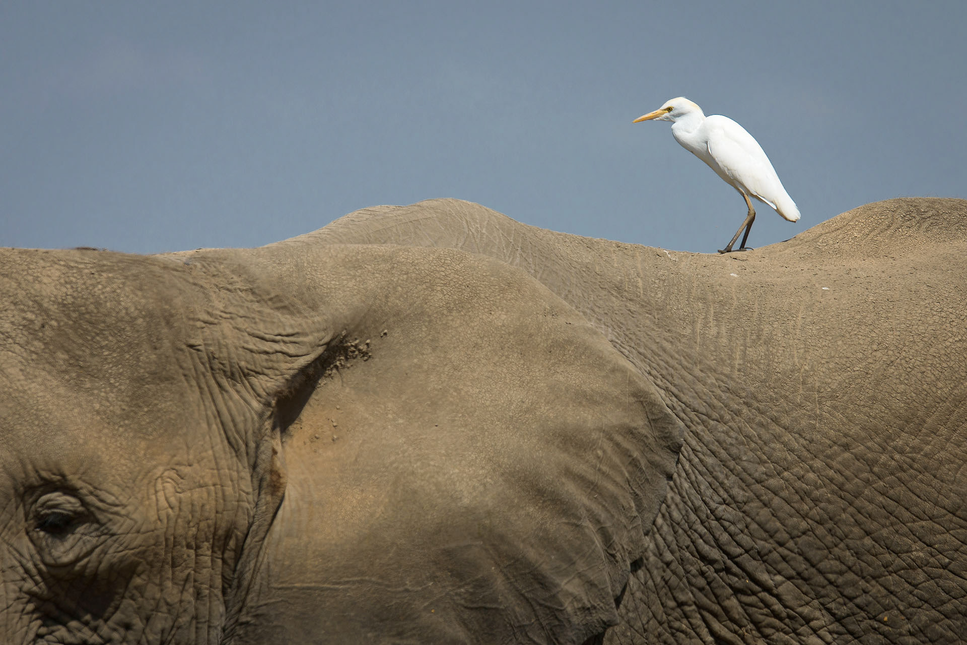 Elephant, Amboseli | Kenya