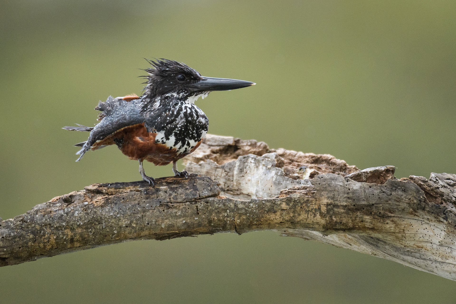 Giant Kingfisher, Lake Naivasha | Kenya