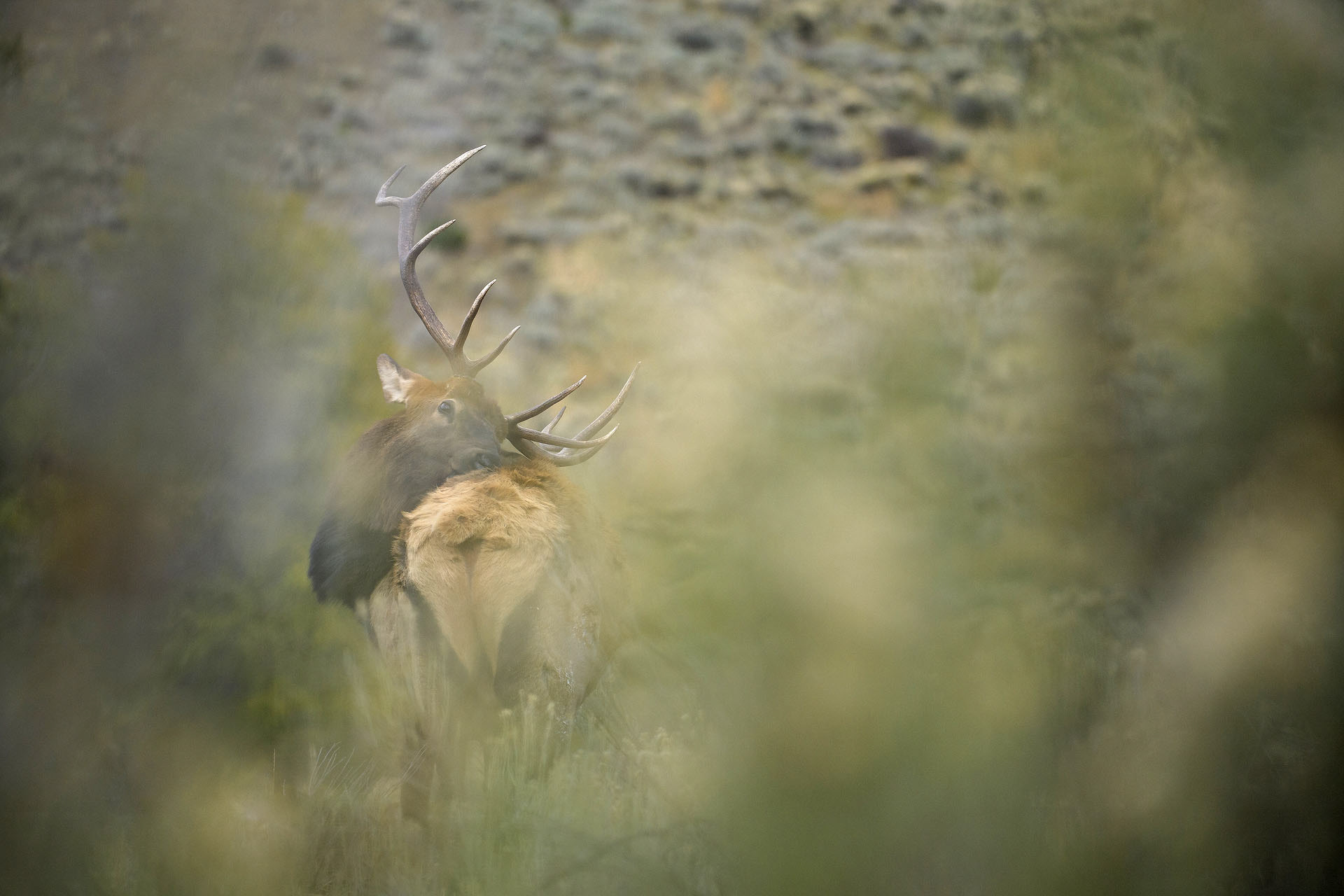 Wapiti | Yellowstone