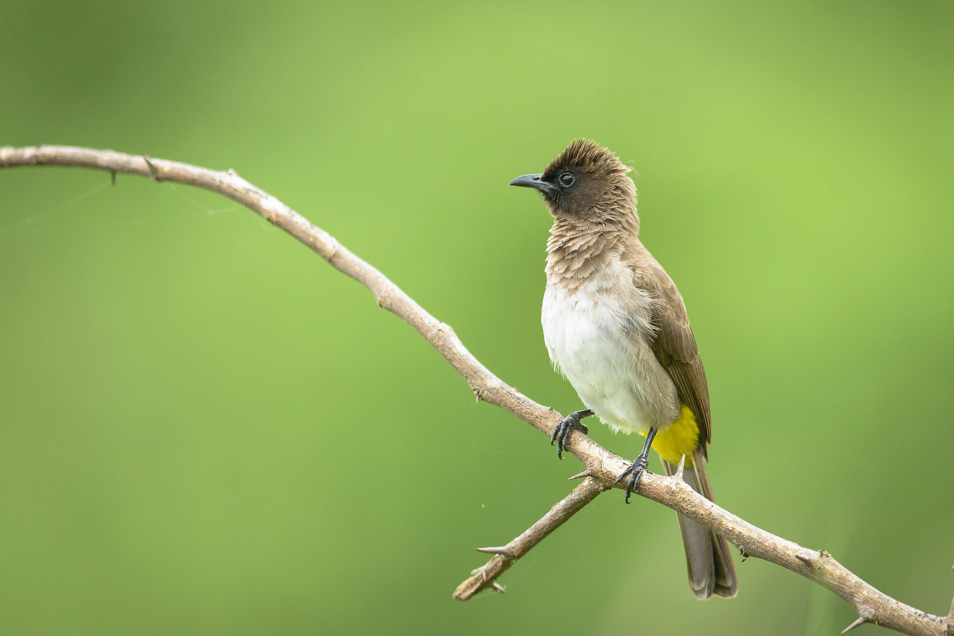 Bulbul, Kazinga | Uganda