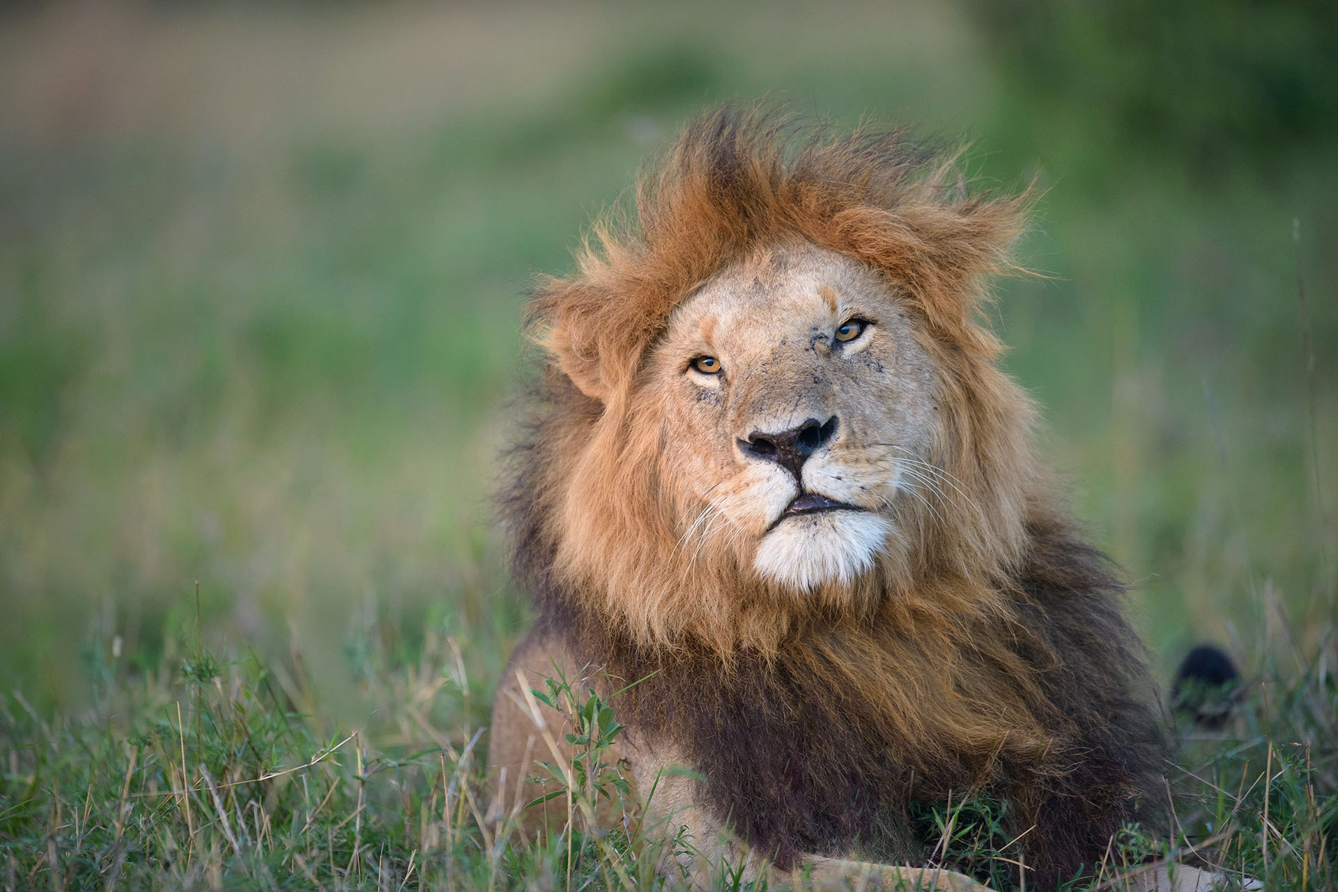 Leu | Masai Mara