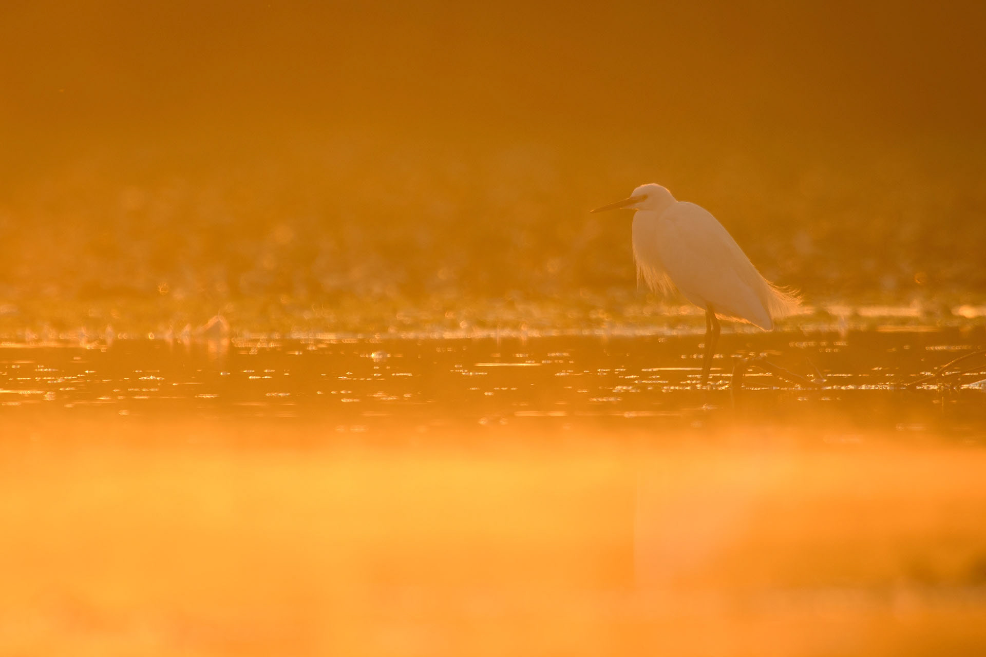Little egret