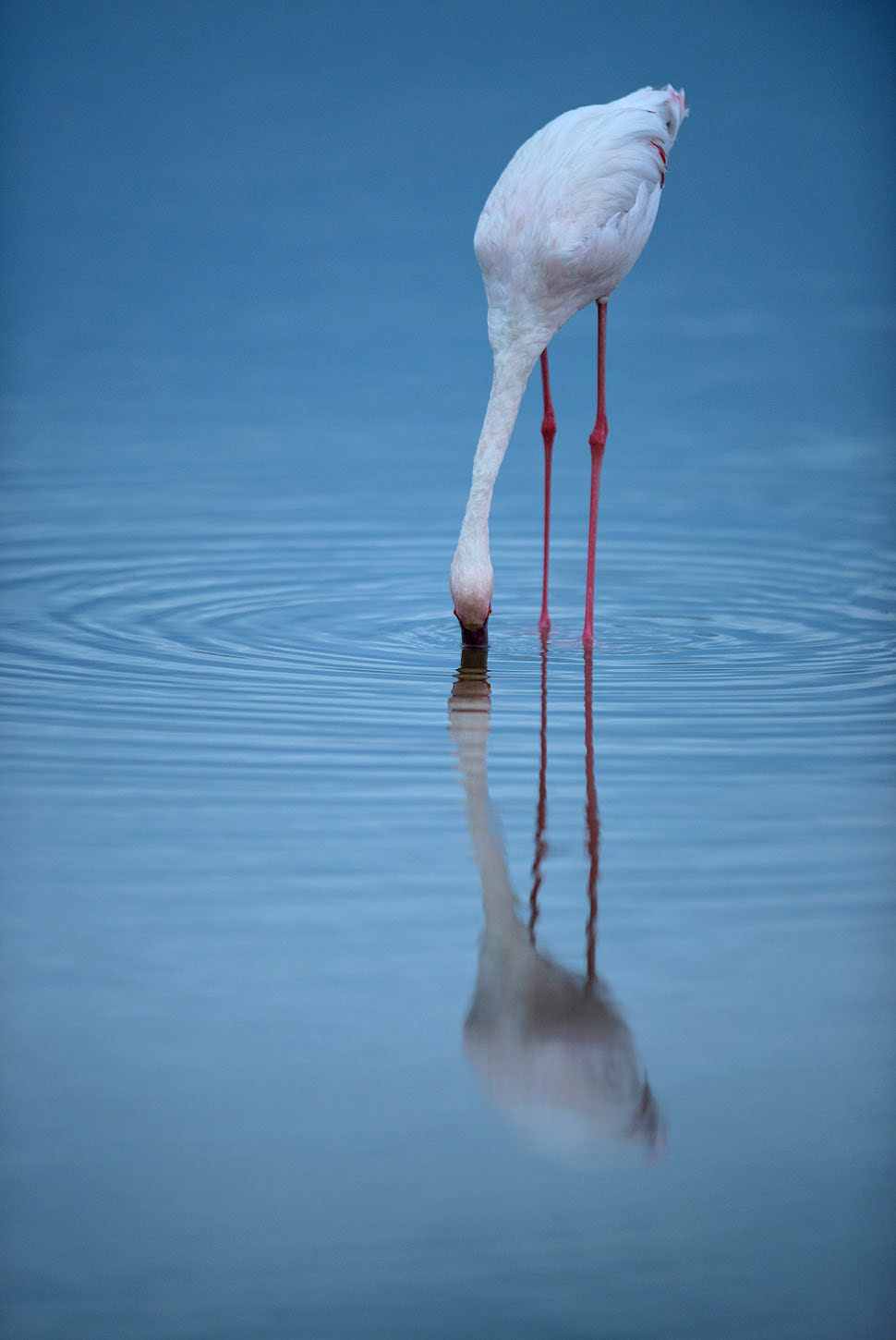 Flamingo, Lake Nakuru | Kenya