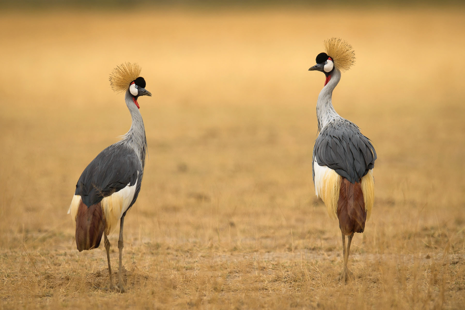 Grey crowned crane, Amboseli | Kenya