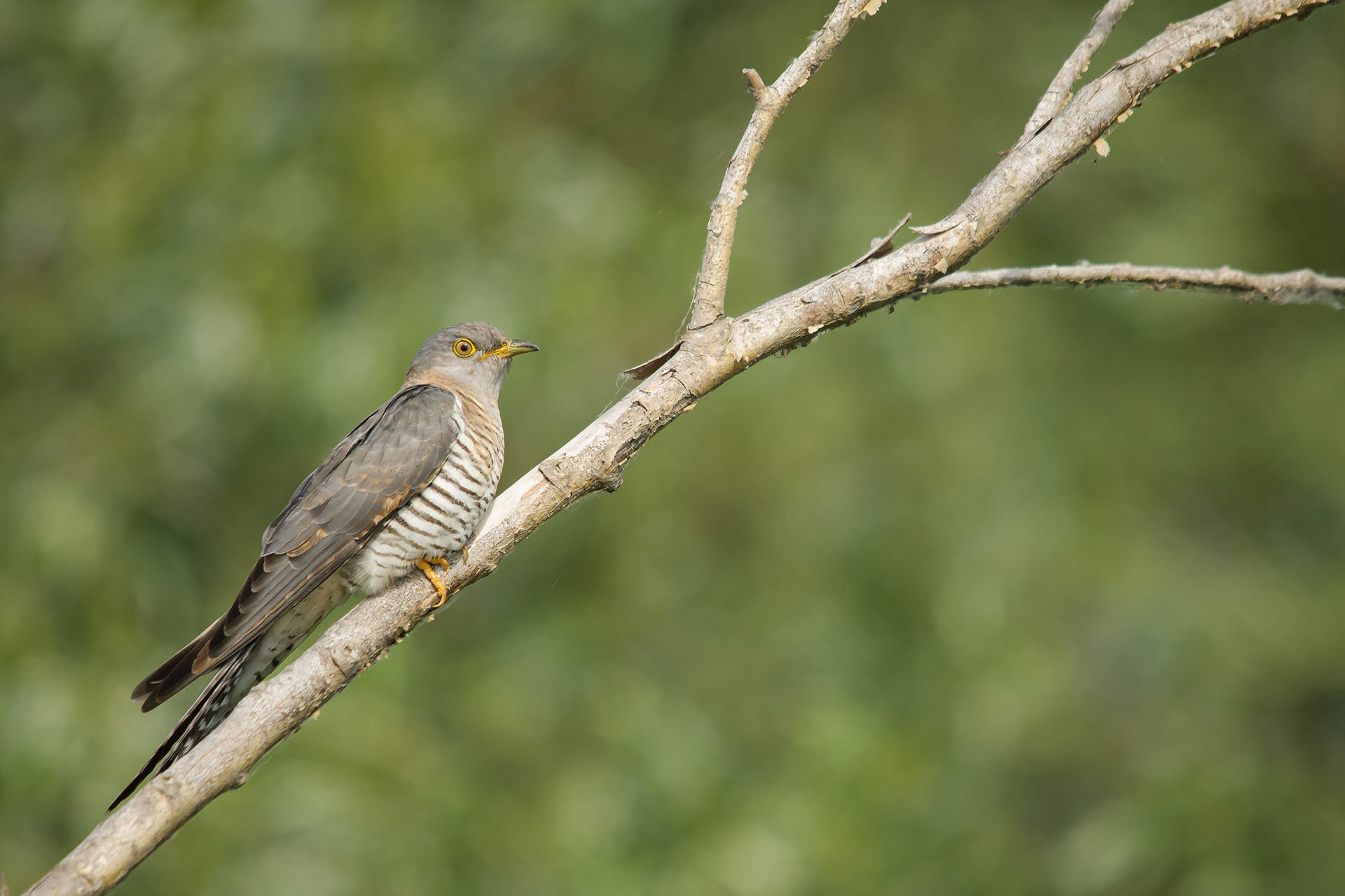 Cuckoo