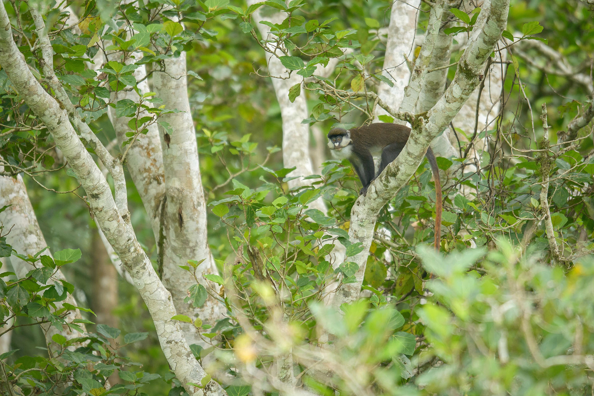 Red-tailed colobus, Bigodi | Uganda