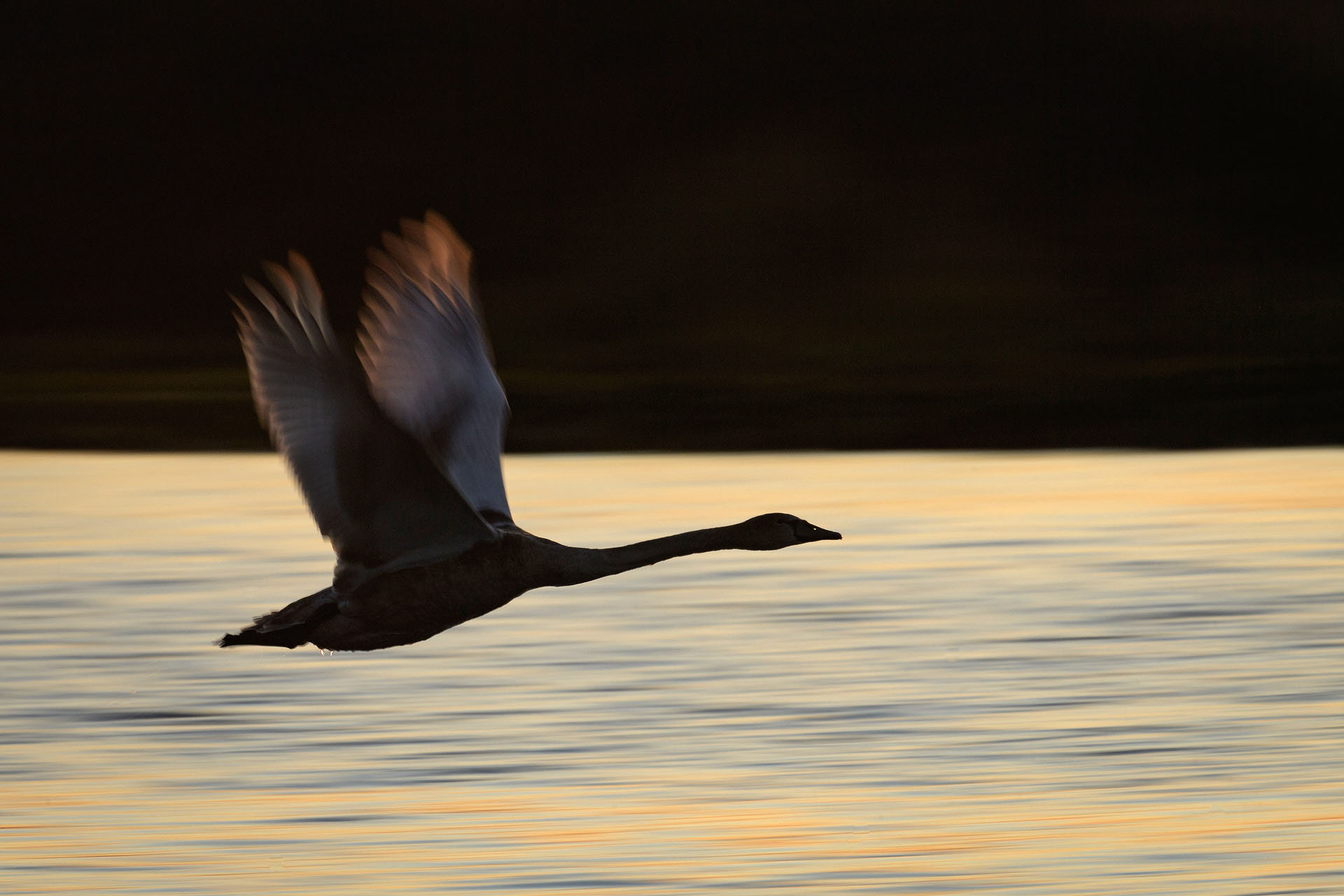 Mute swan