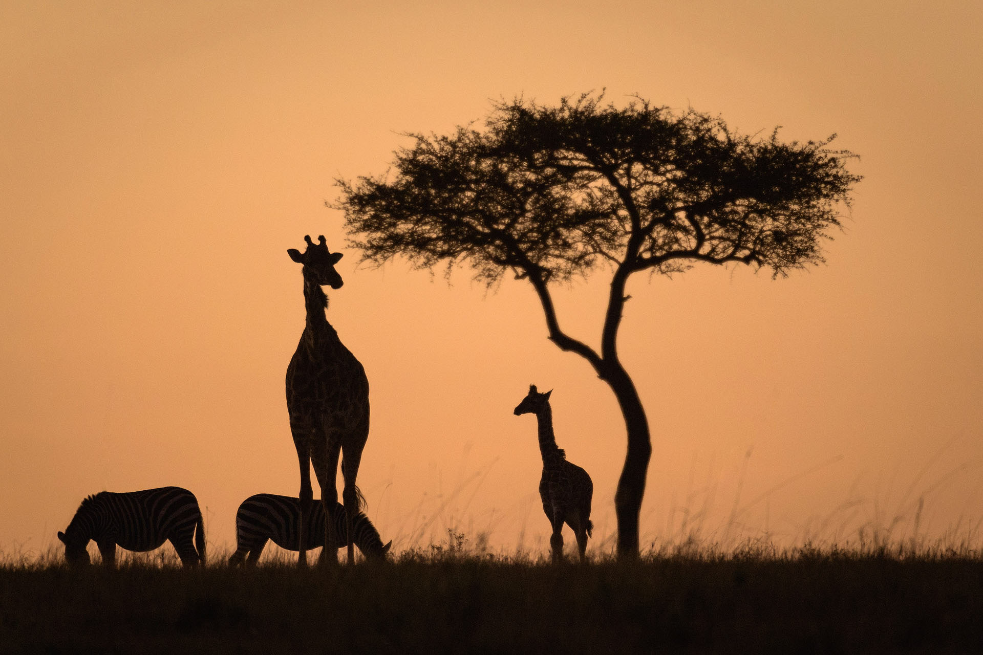 Giraffe, Masai Mara | Namibia
