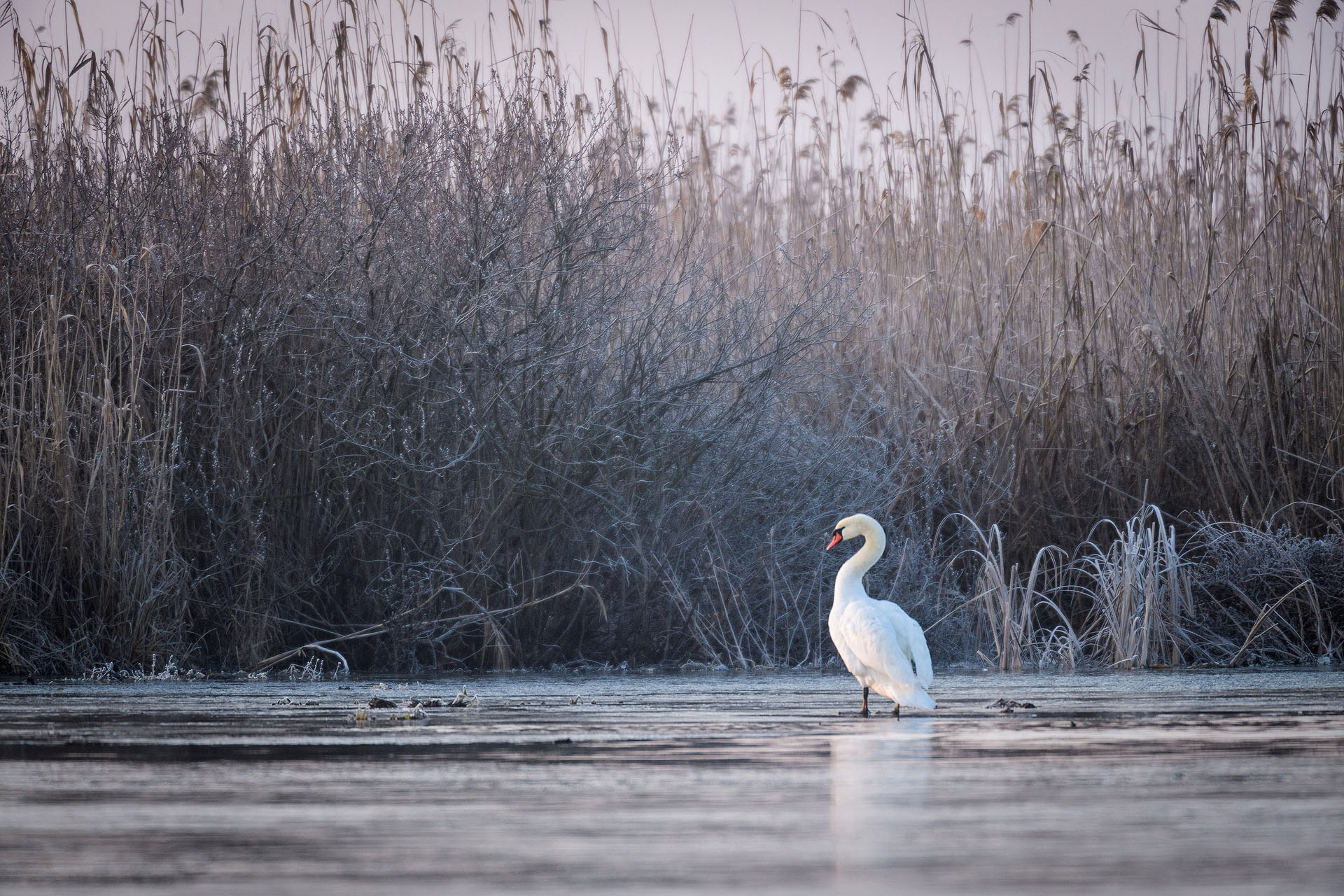 Mute swan