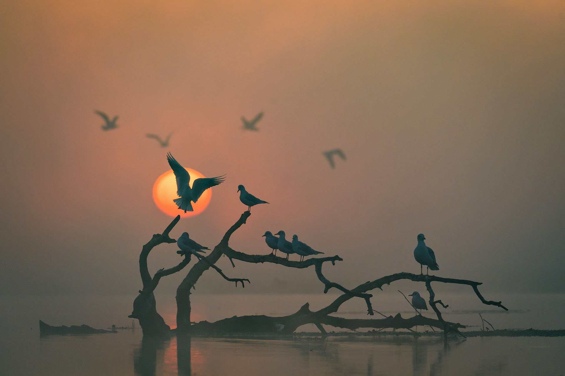 Gulls