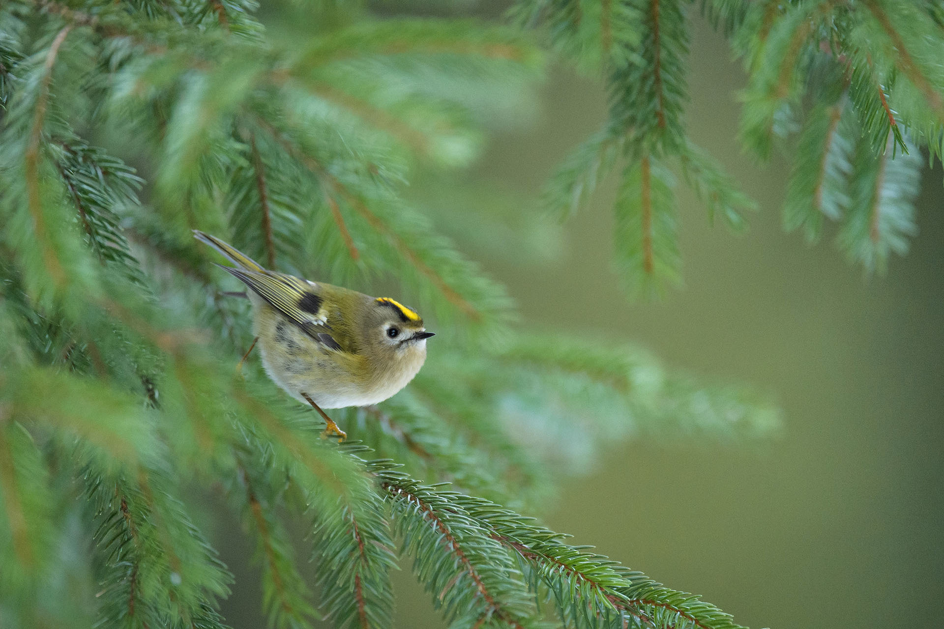 Goldcrest