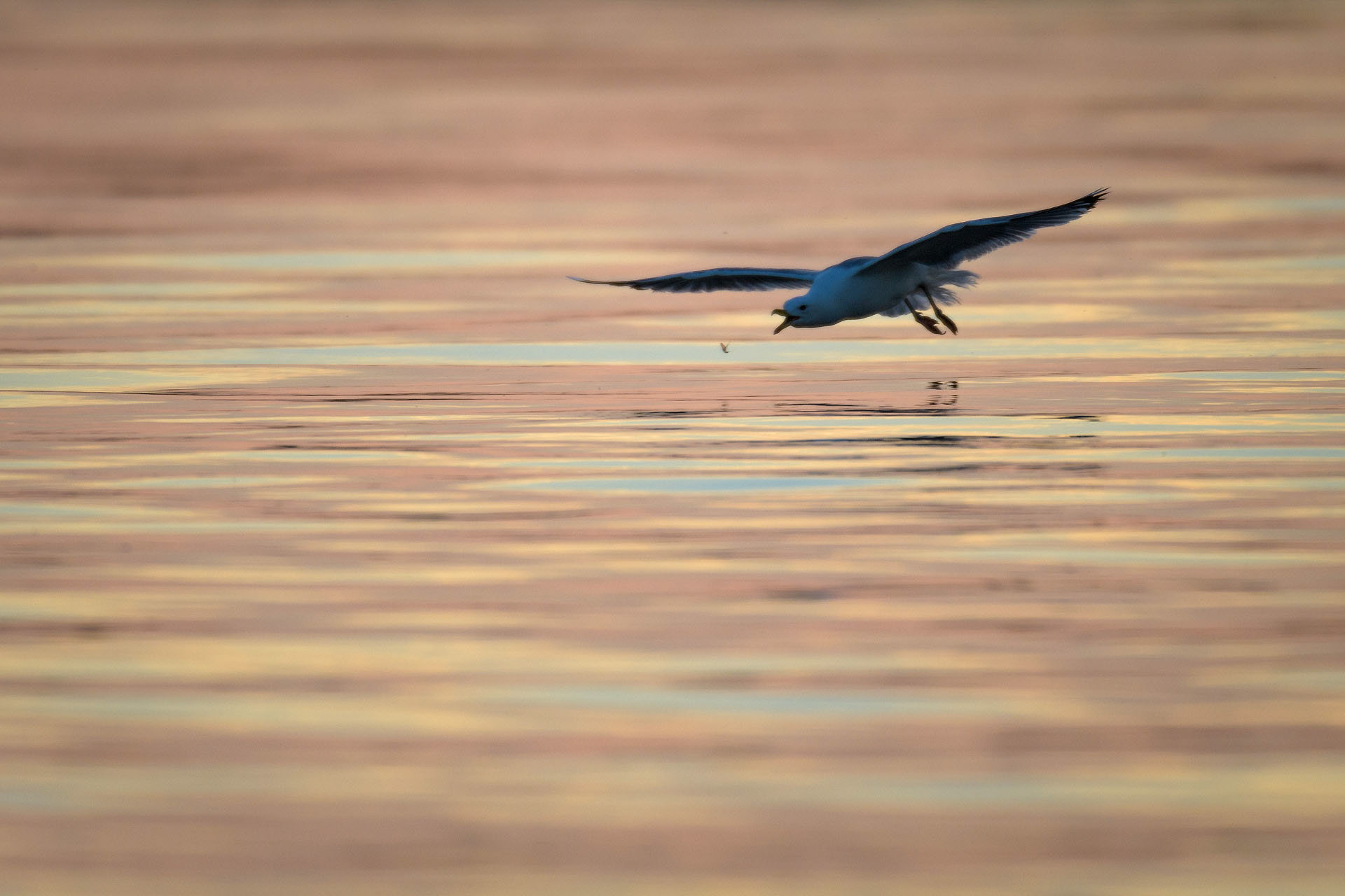 Caspian gull