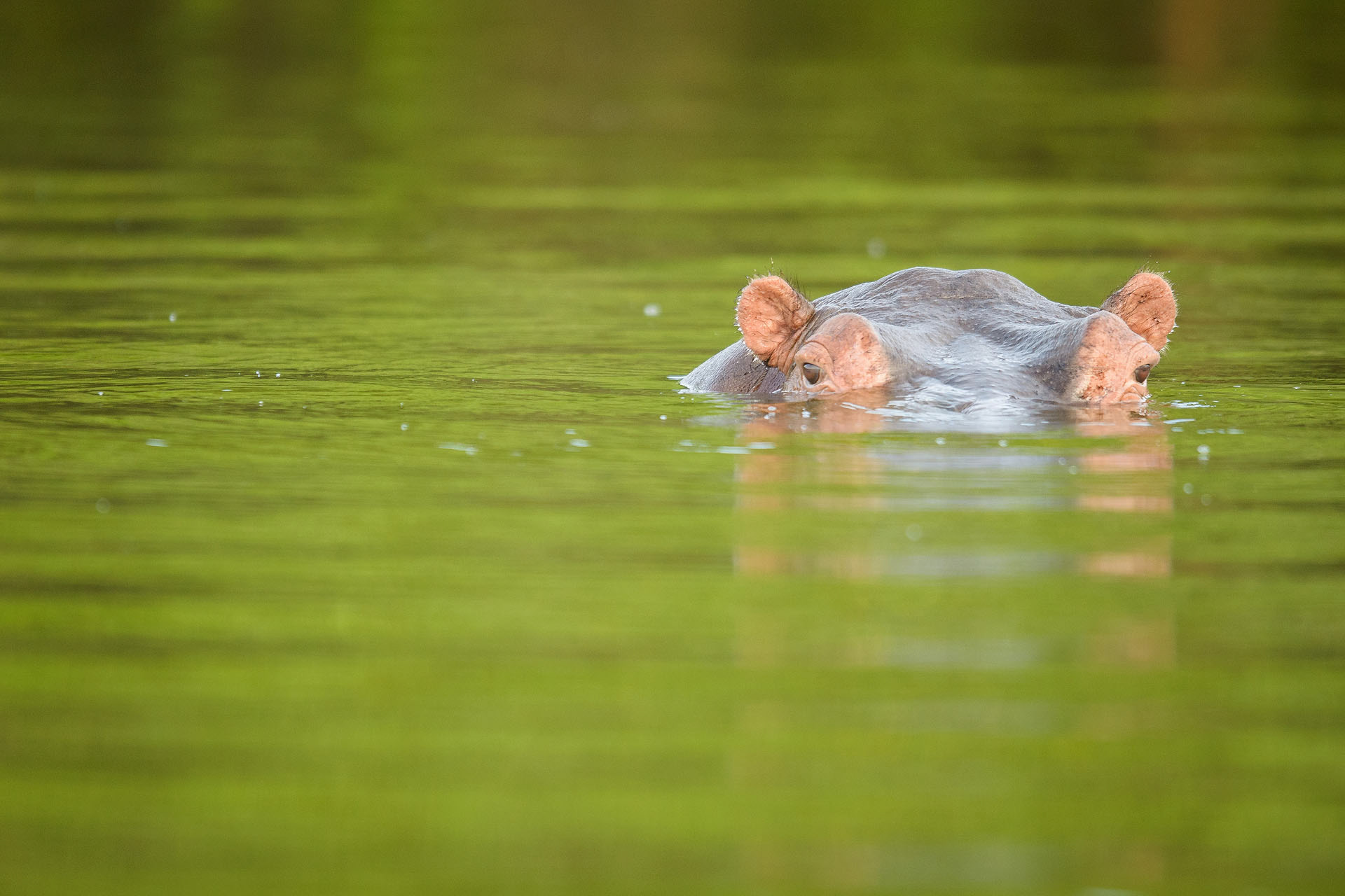 Hipopotam | Lacul Mburo