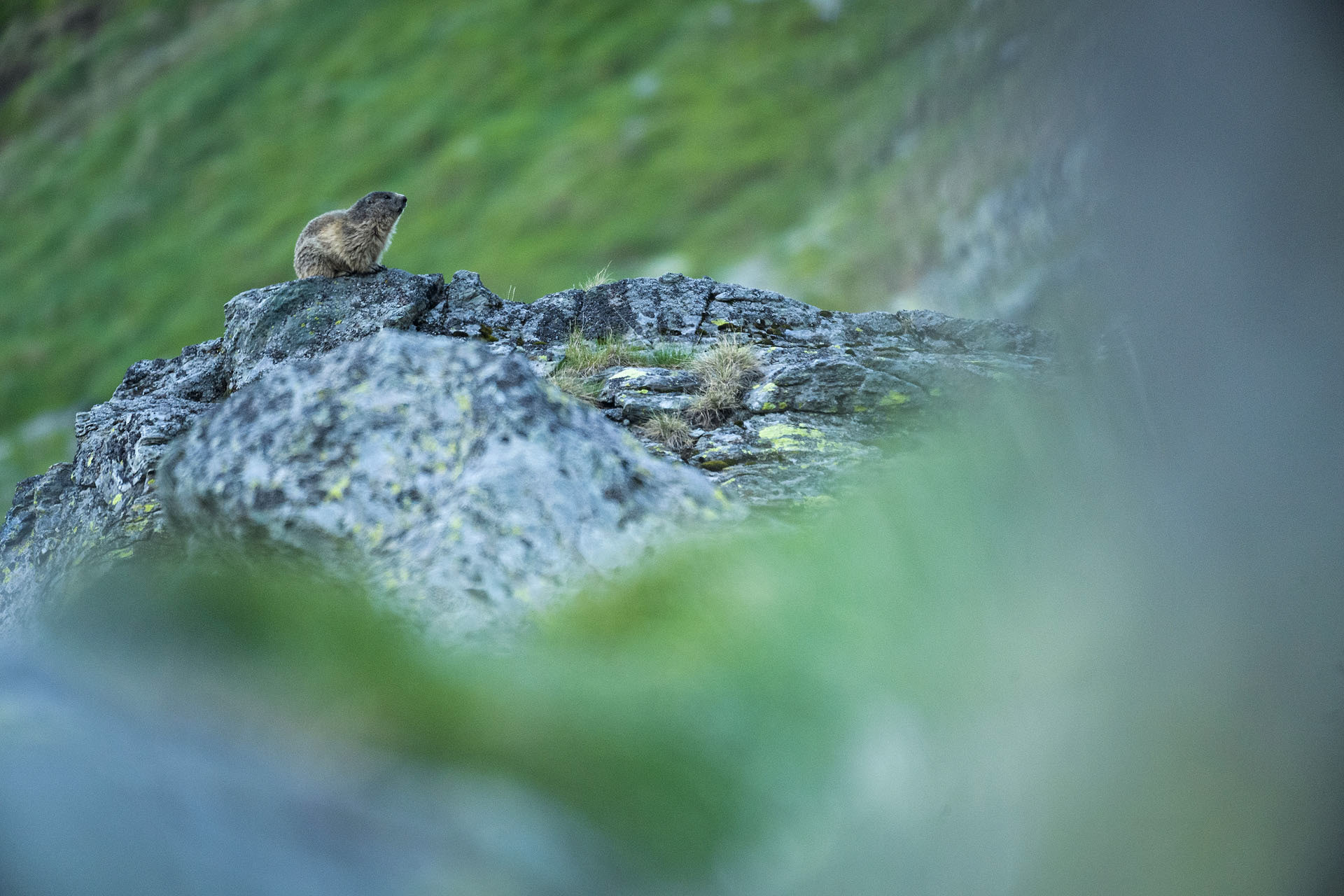 Marmot | Făgăraș Mountains