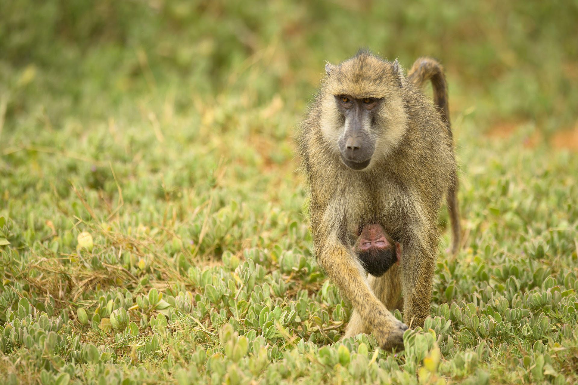 Baboon, Amboseli | Kenya