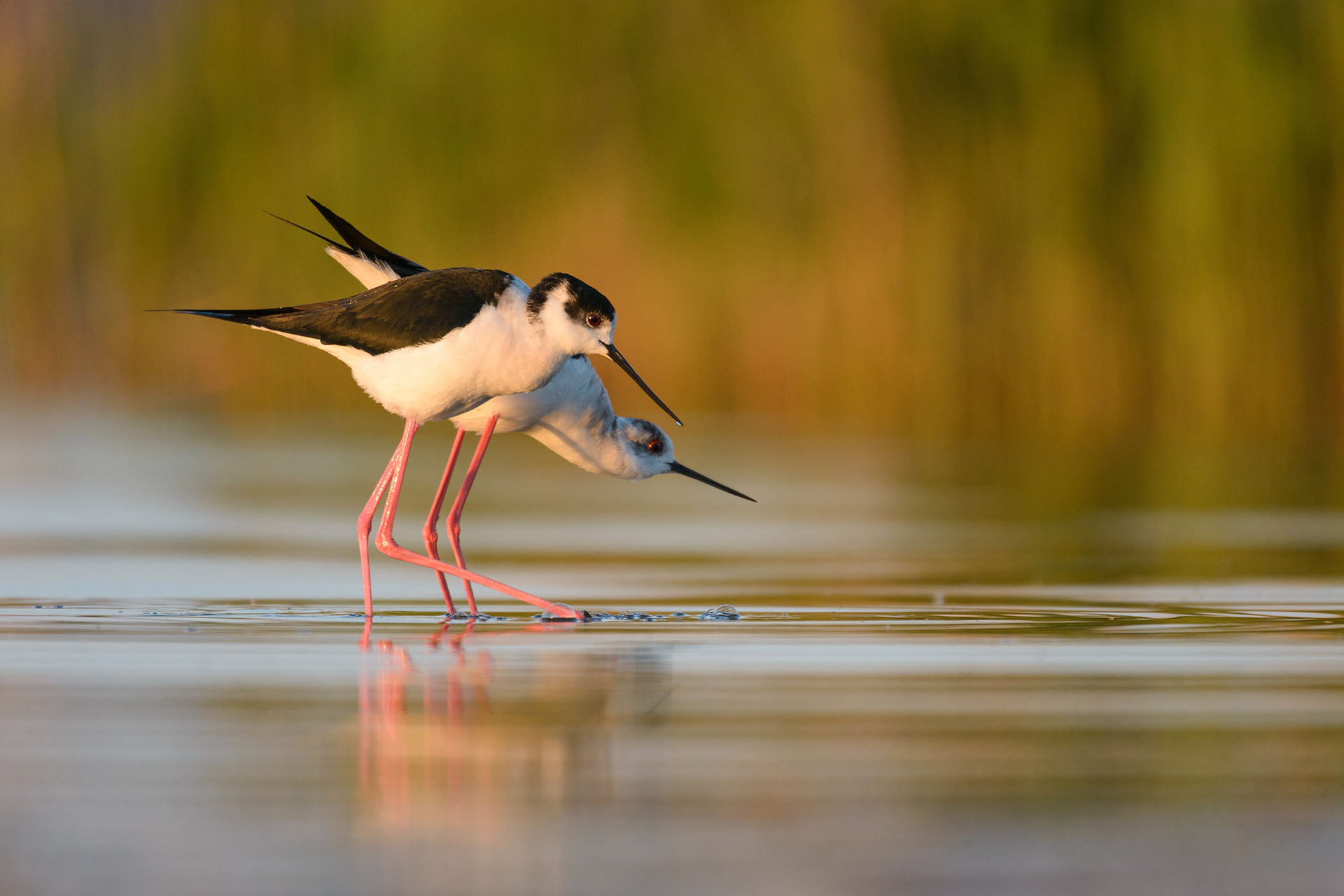 Black-winged stilt