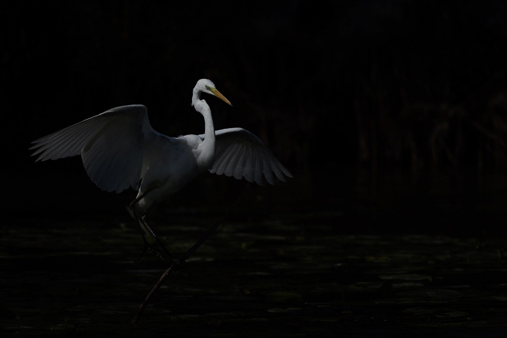 Great white egret